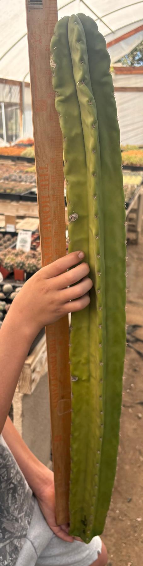 #EC173 EXACT Trichocereus “SCG16” Long Cutting 32”-Cactus - Large - Exact-The Succulent Source