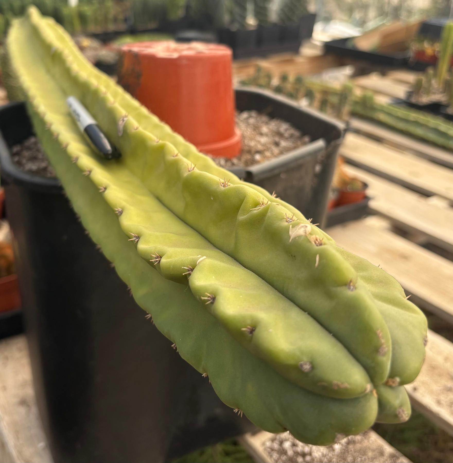 #EC173 EXACT Trichocereus “SCG16” Long Cutting 32”-Cactus - Large - Exact-The Succulent Source