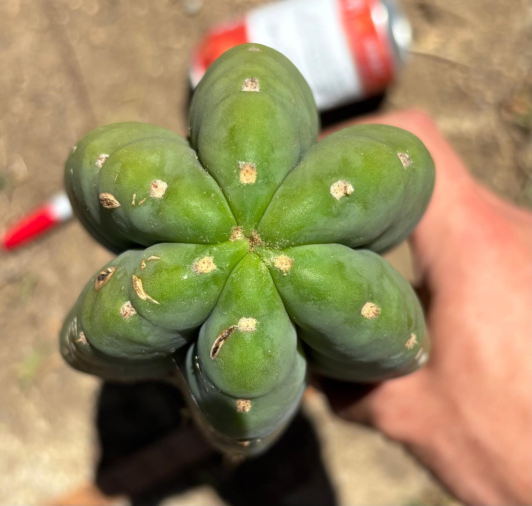 #EC173 EXACT Trichocereus “SCG16” Long Cutting 28”-Cactus - Large - Exact-The Succulent Source