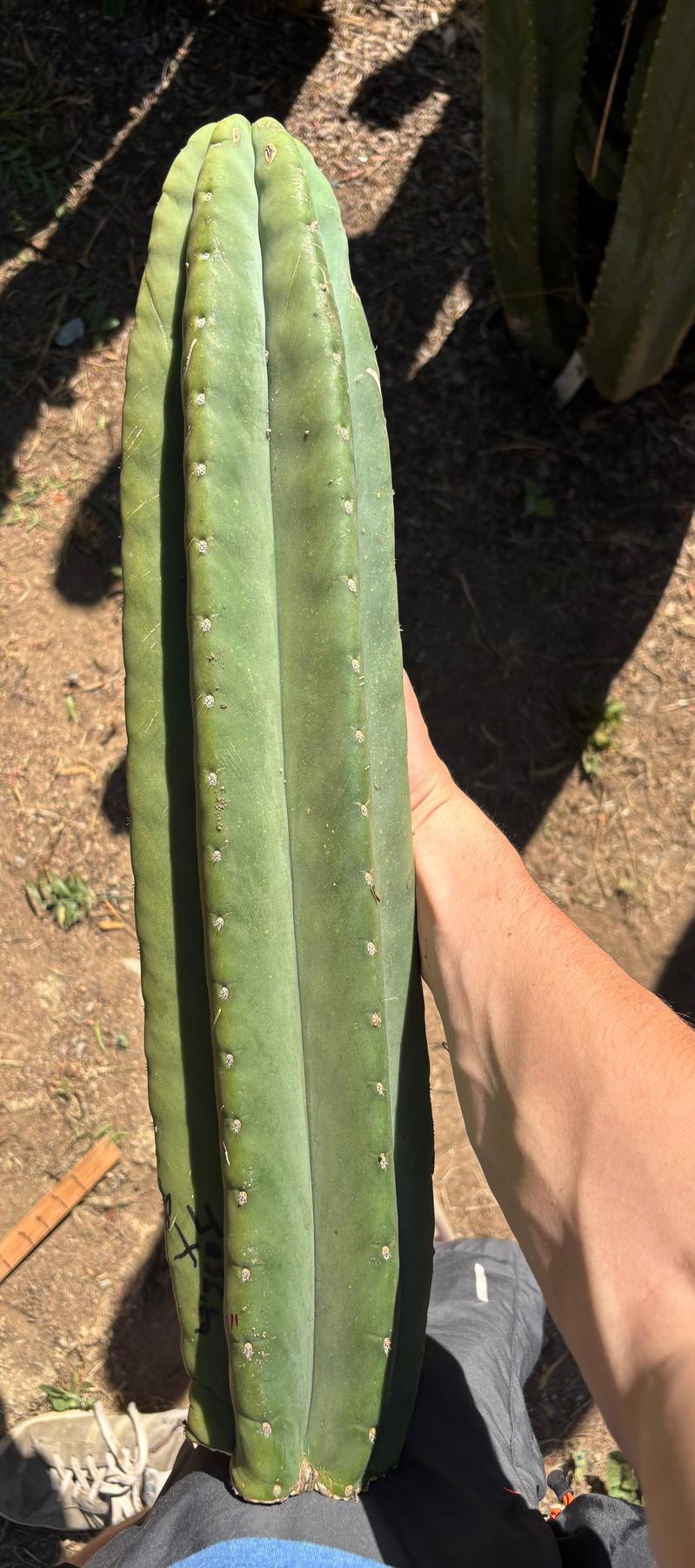 #EC173 EXACT Trichocereus “SCG16” Long Cutting 28”-Cactus - Large - Exact-The Succulent Source