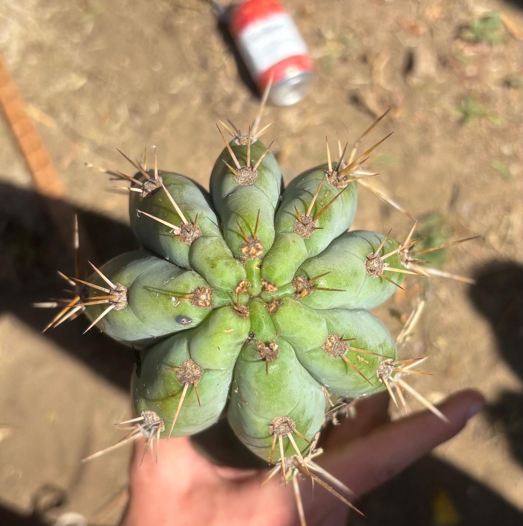 #EC173 EXACT Trichocereus “SCG16” Long Cutting 28”-Cactus - Large - Exact-The Succulent Source