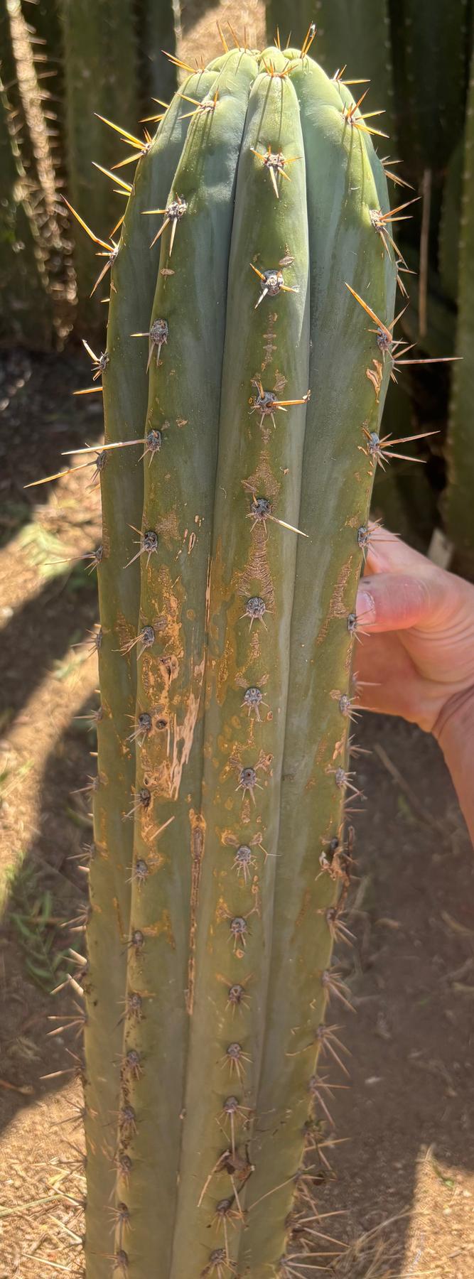 #EC173 EXACT Trichocereus “SCG16” Long Cutting 28”-Cactus - Large - Exact-The Succulent Source