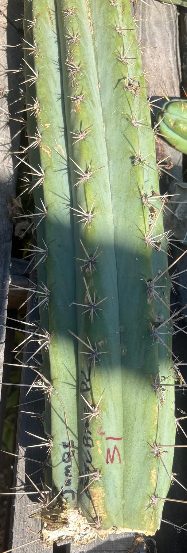 #EC173 EXACT Trichocereus “SCG16” Long Cutting 28”-Cactus - Large - Exact-The Succulent Source