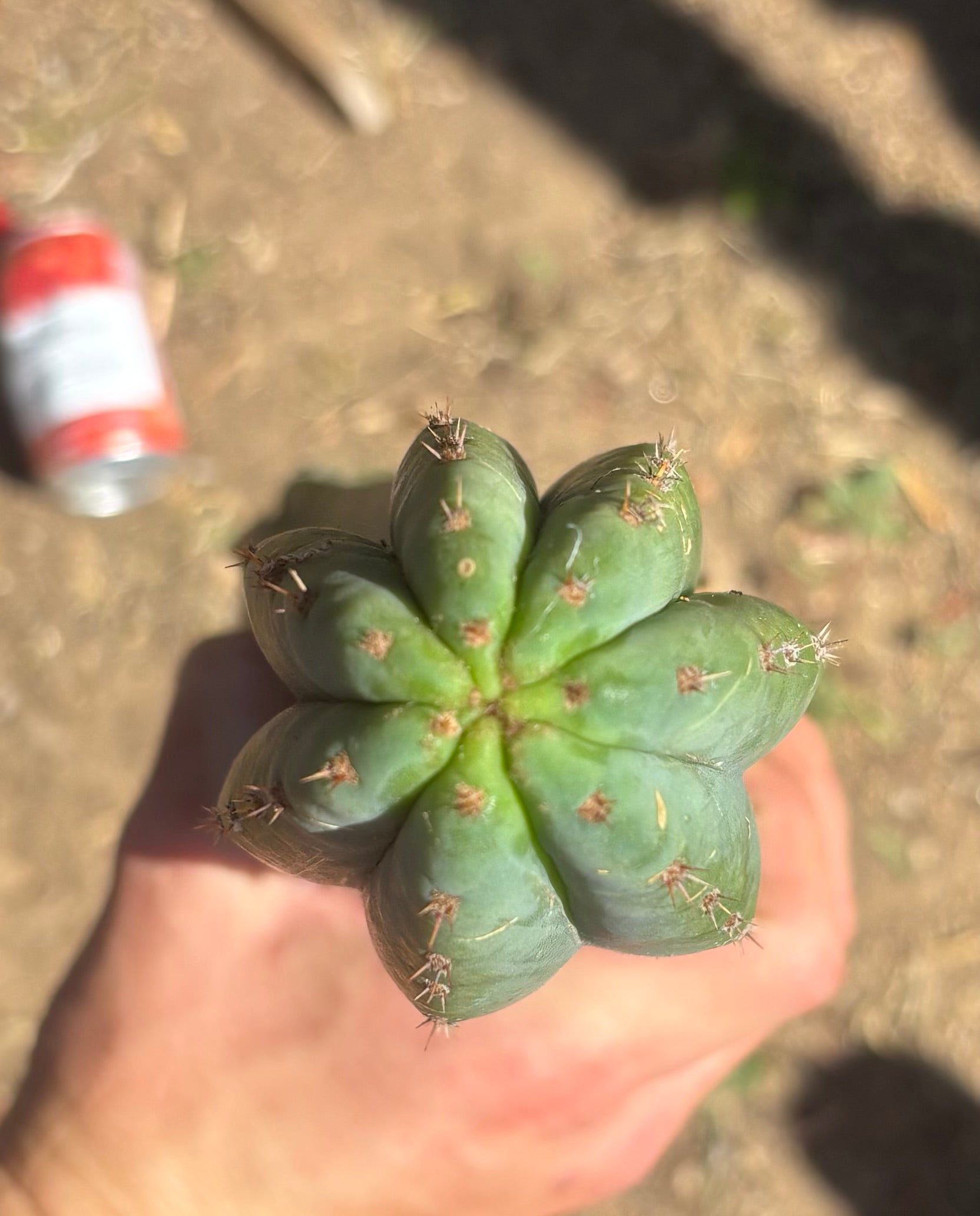 #EC173 EXACT Trichocereus “SCG16” Long Cutting 28”-Cactus - Large - Exact-The Succulent Source
