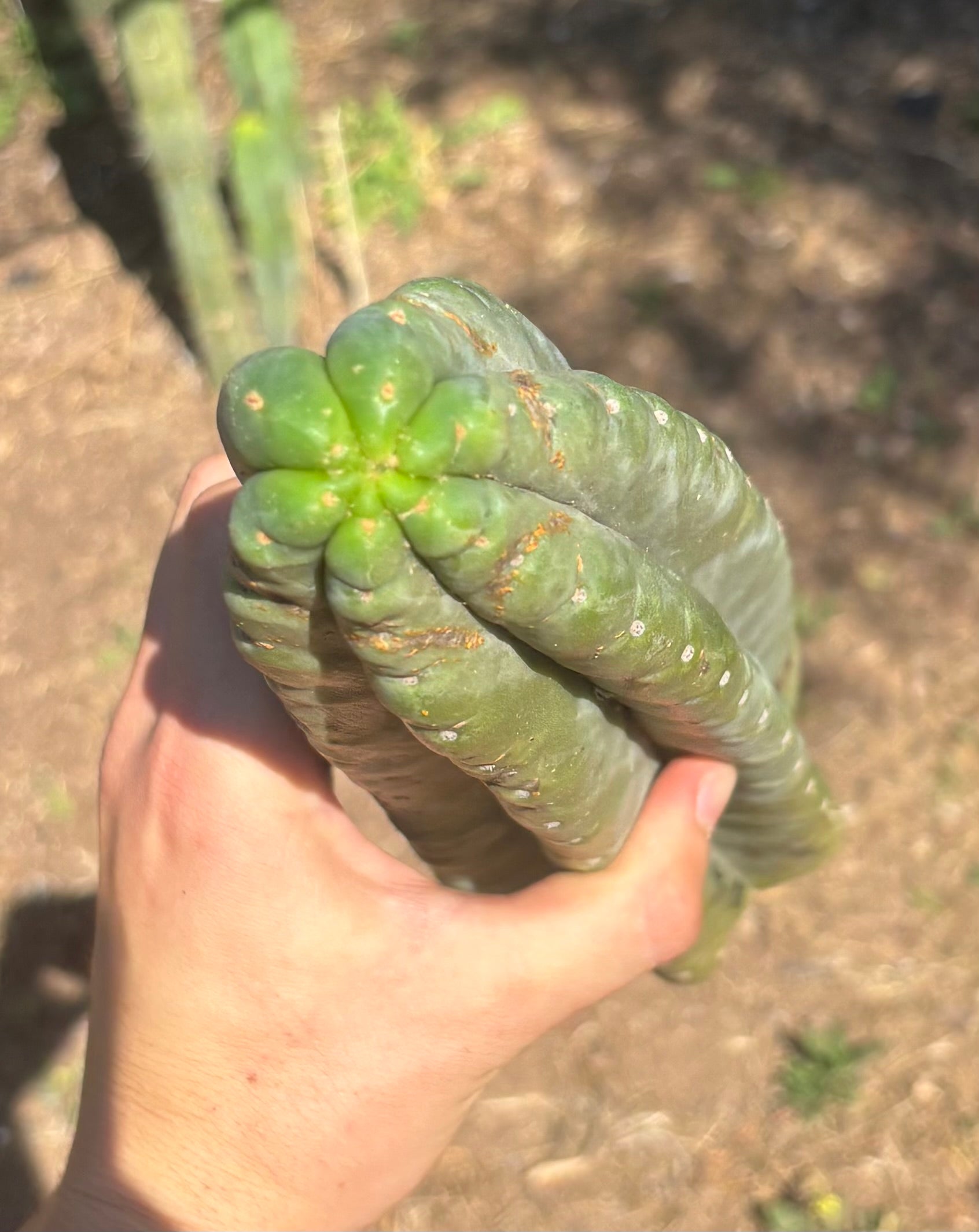 #EC173 EXACT Trichocereus “SCG16” Long Cutting 28”-Cactus - Large - Exact-The Succulent Source