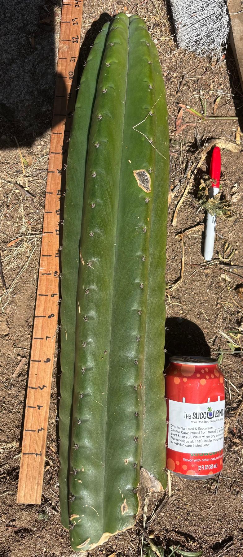 #EC173 EXACT Trichocereus “SCG16” Long Cutting 28”-Cactus - Large - Exact-The Succulent Source