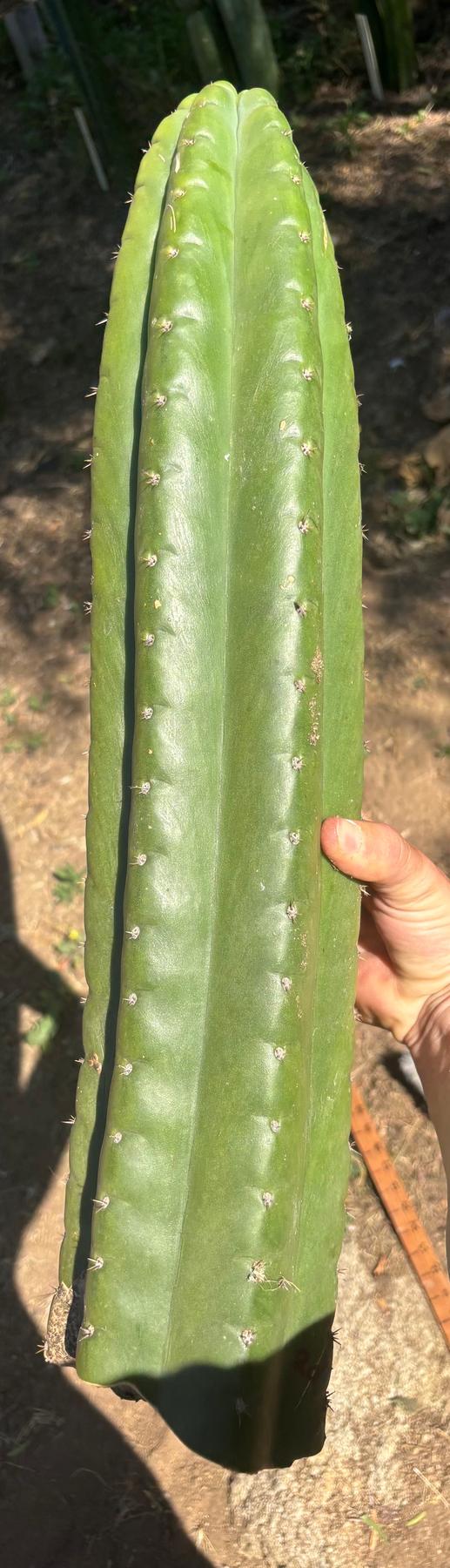 #EC173 EXACT Trichocereus “SCG16” Long Cutting 28”-Cactus - Large - Exact-The Succulent Source