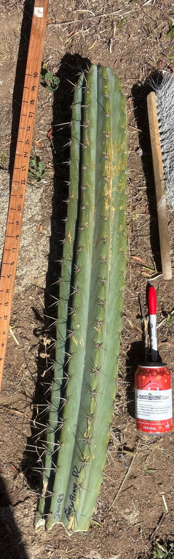 #EC173 EXACT Trichocereus “SCG16” Long Cutting 28”-Cactus - Large - Exact-The Succulent Source
