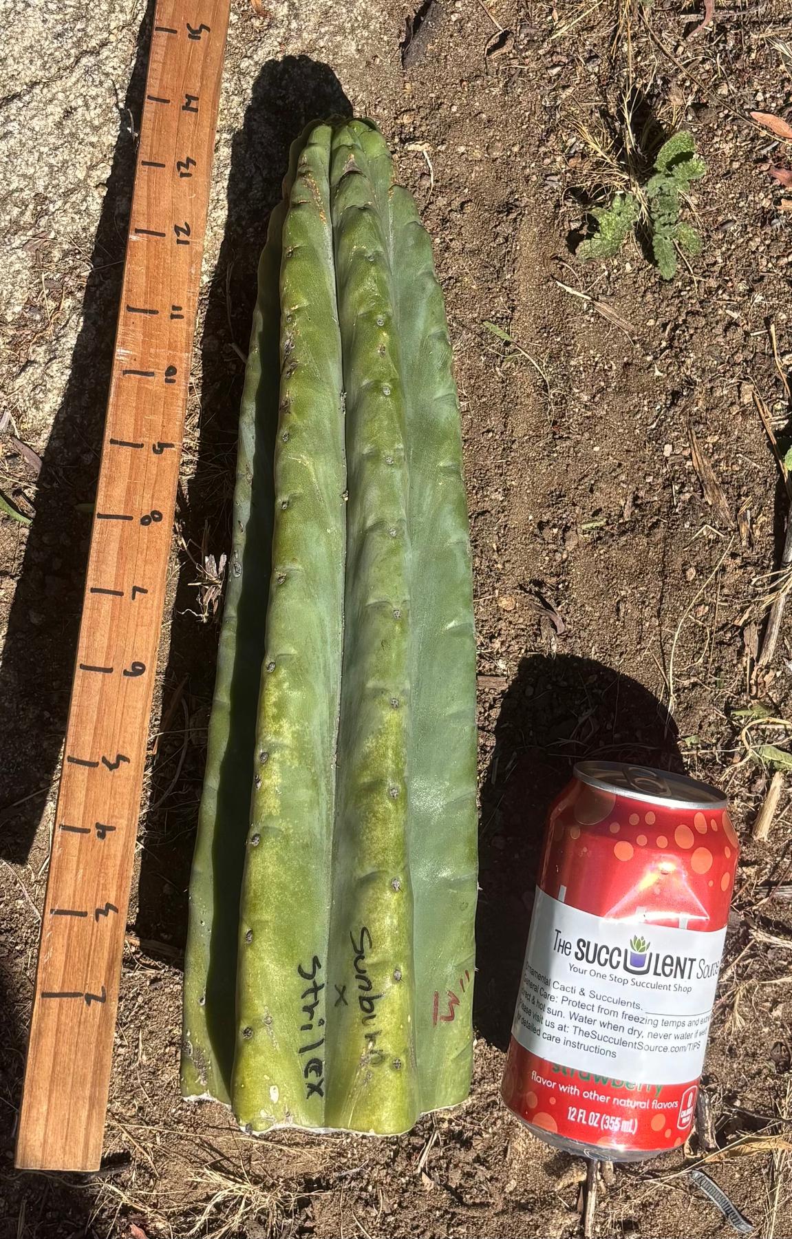 #EC173 EXACT Trichocereus “SCG16” Long Cutting 28”-Cactus - Large - Exact-The Succulent Source