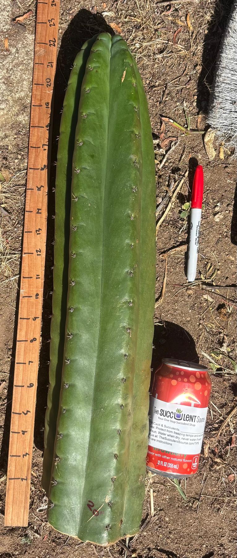 #EC173 EXACT Trichocereus “SCG16” Long Cutting 28”-Cactus - Large - Exact-The Succulent Source