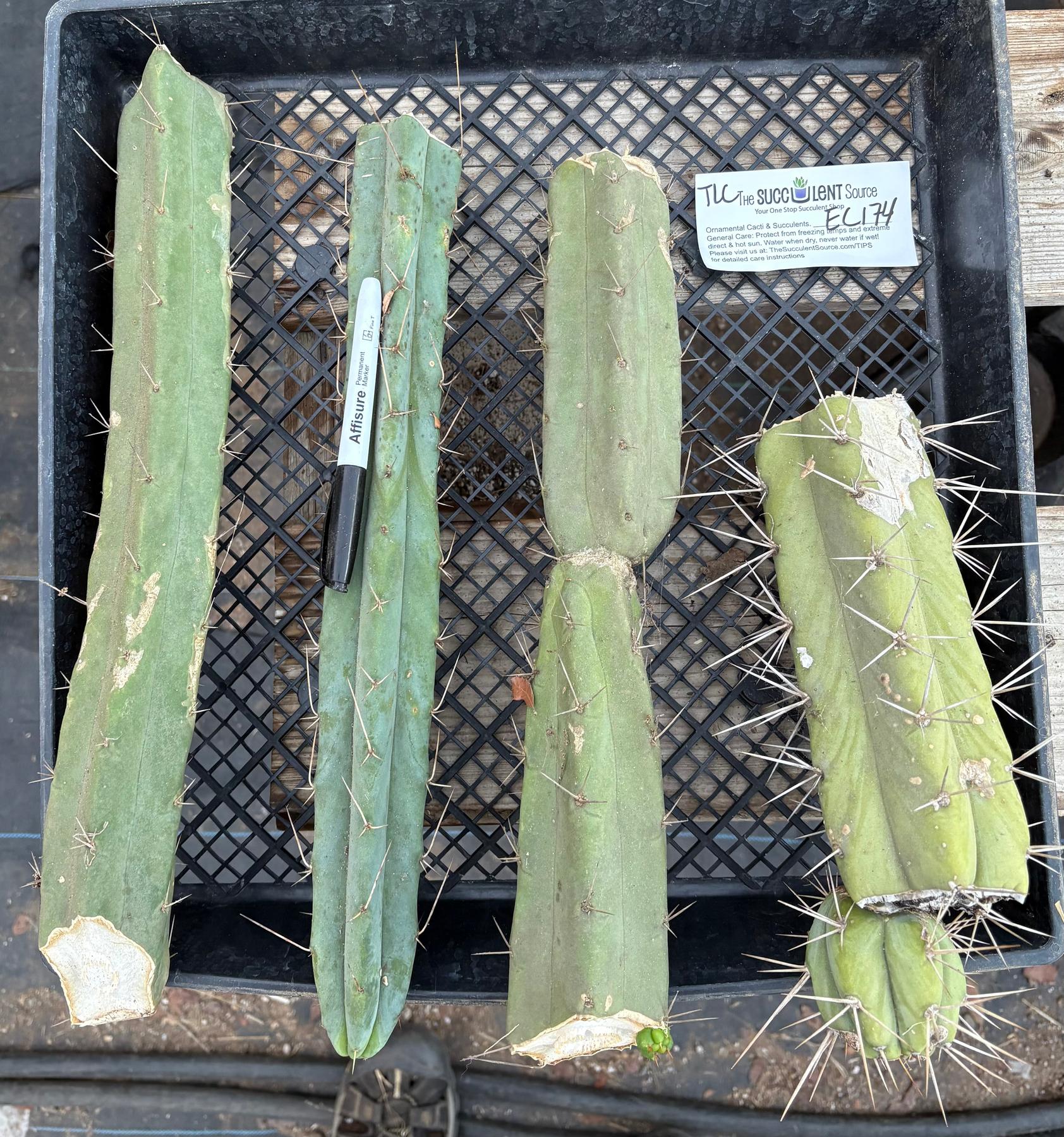 #EC174 EXACT Trichocereus Bridgesii TLC Cactus Cutting Lot-Cactus - Large - Exact-The Succulent Source
