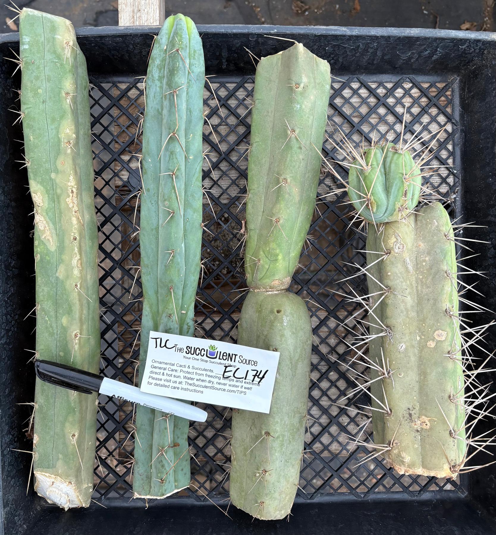 #EC174 EXACT Trichocereus Bridgesii TLC Cactus Cutting Lot-Cactus - Large - Exact-The Succulent Source
