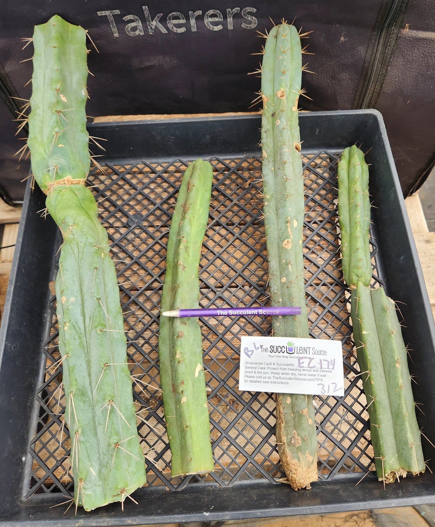 #EC174 EXACT Trichocereus Bridgesii TLC Cactus Cutting Lot-Cactus - Large - Exact-The Succulent Source