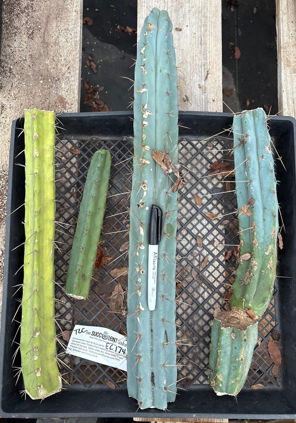 #EC174 EXACT Trichocereus Bridgesii TLC Cactus Cutting Lot-Cactus - Large - Exact-The Succulent Source
