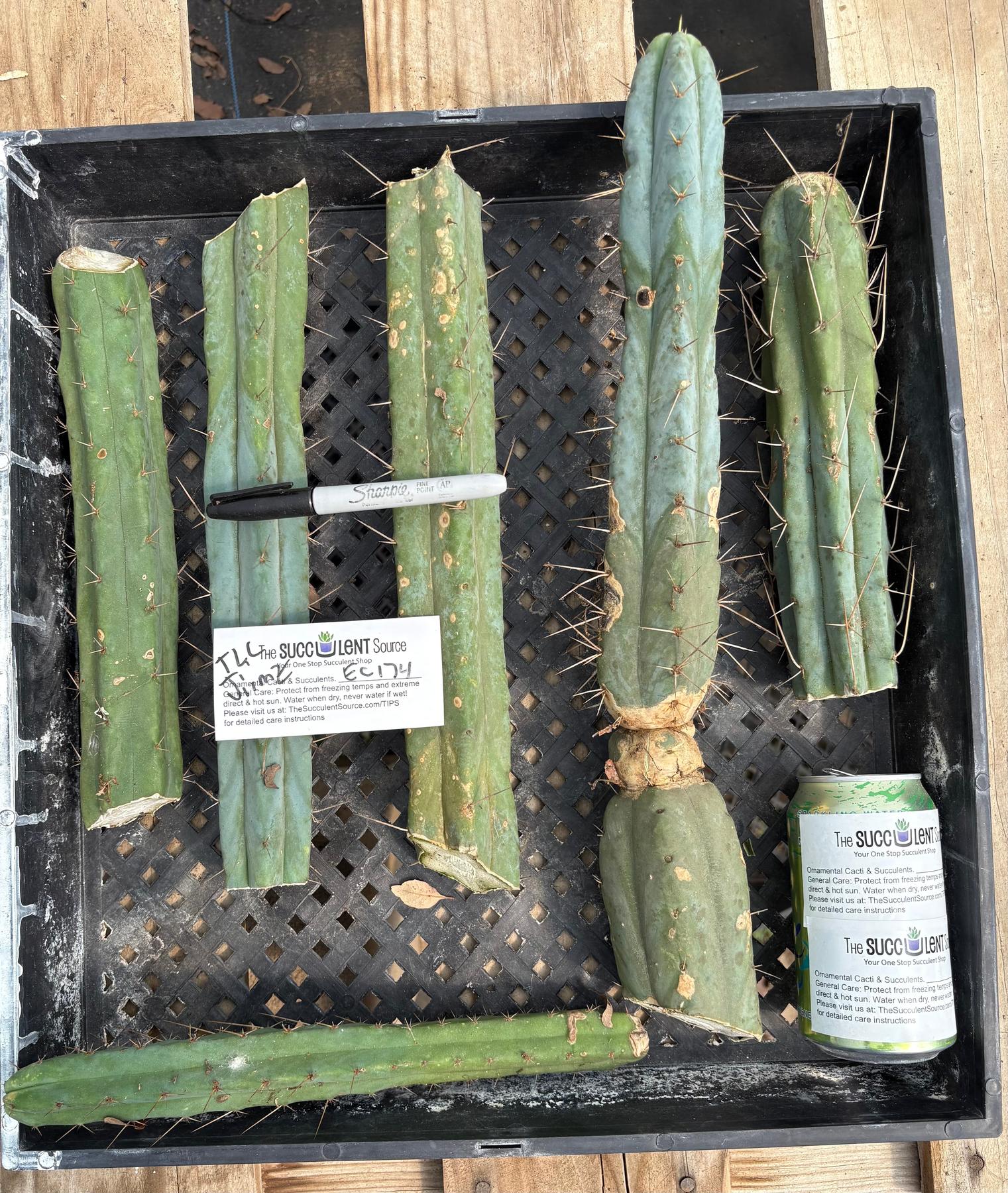 #EC174 EXACT Trichocereus Bridgesii TLC Cactus Cutting Lot-Cactus - Large - Exact-The Succulent Source