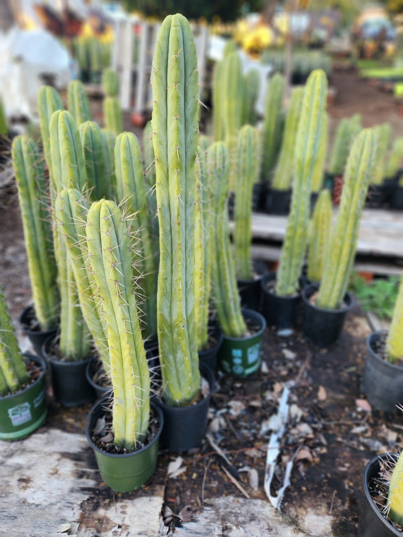 san pedro cactus austin #EC175 EXACT Trichocereus Bridgesii Jiimz Tall Potted Cactus
