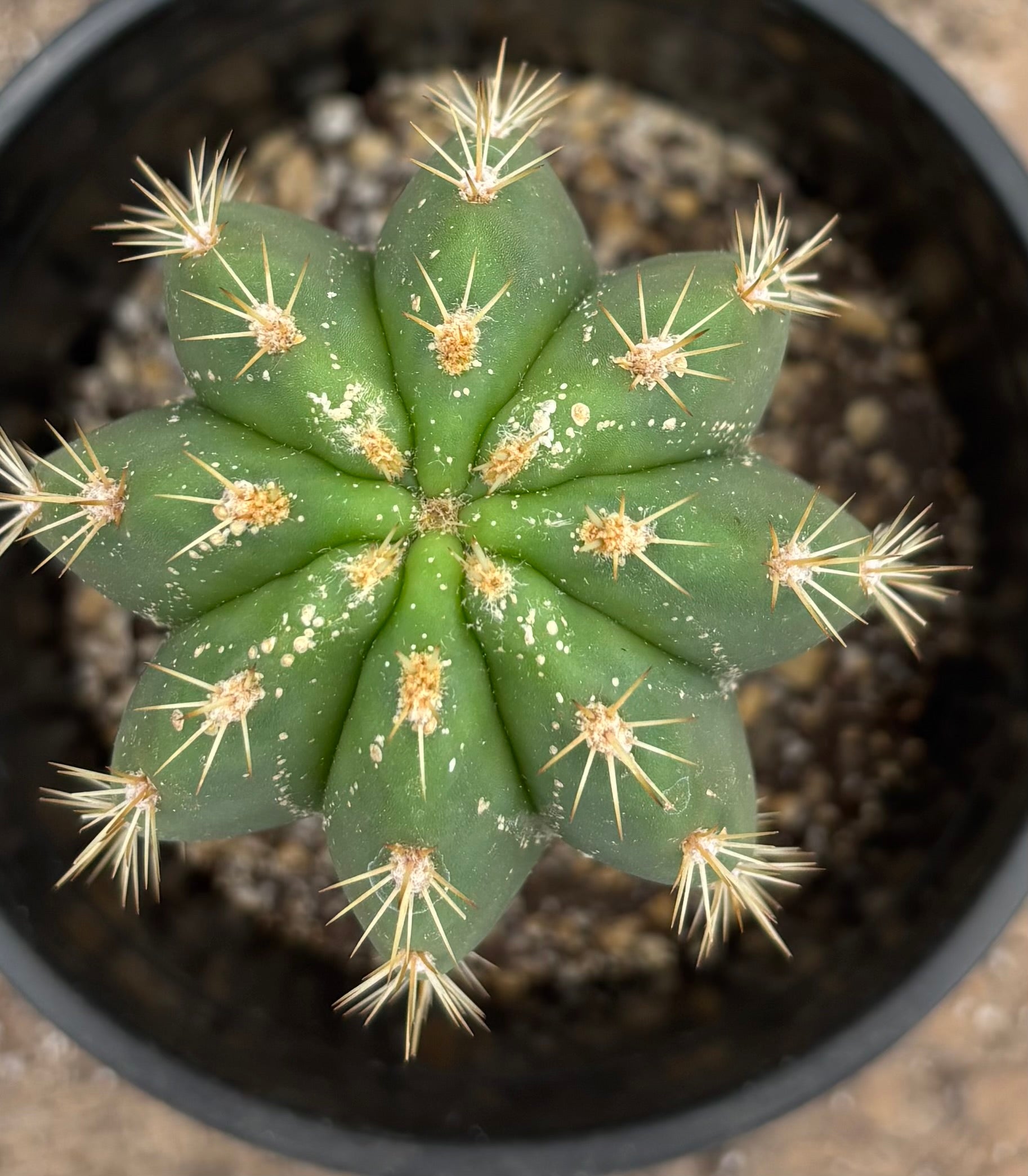 #EC177 EXACT TLC Trichocereus Hybrid Scopulicola MSS X Dawsons Pascana Cactus 8”-Cactus - Large - Exact-The Succulent Source