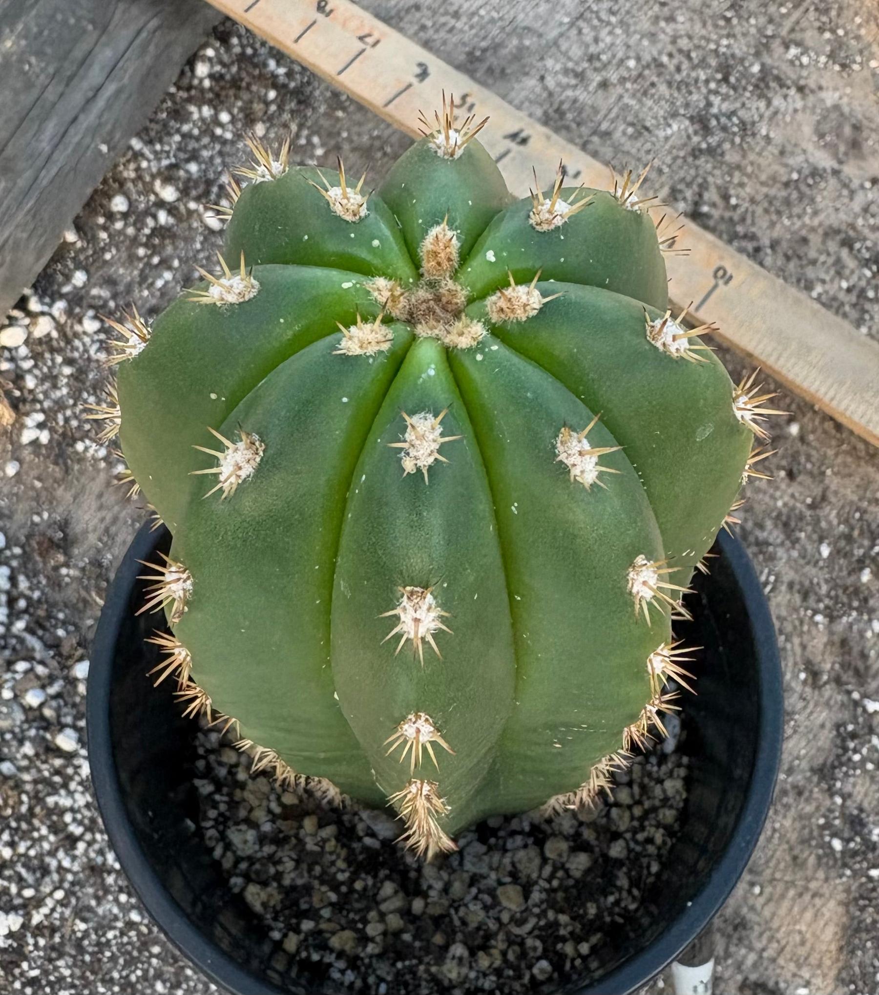 #EC177 EXACT Trichocereus Hybrid Scopulicola MSS X Dawsons Pascana Cactus 10.5”-Cactus - Large - Exact-The Succulent Source
