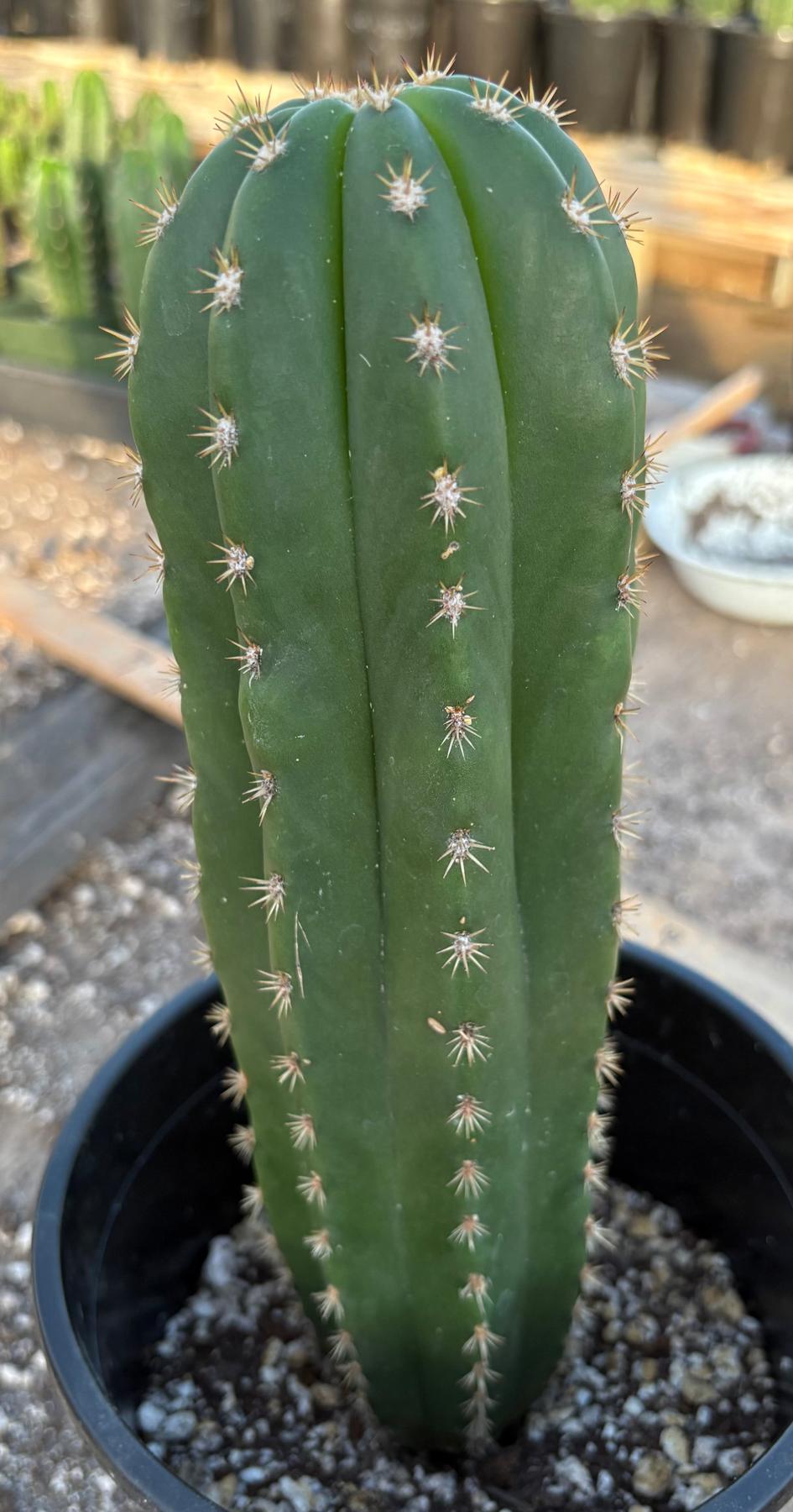 #EC177 EXACT Trichocereus Hybrid Scopulicola MSS X Dawsons Pascana Cactus 10.5”-Cactus - Large - Exact-The Succulent Source