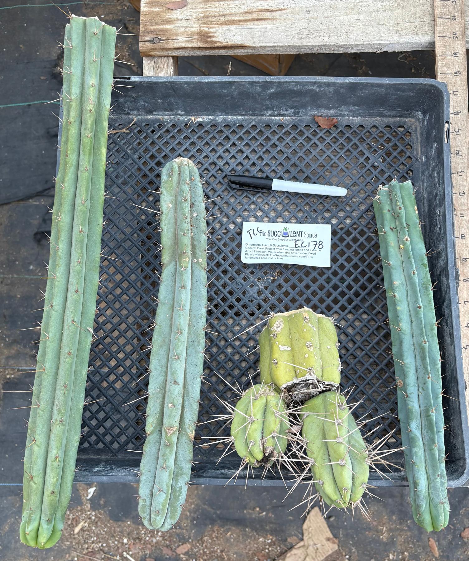 #EC178 EXACT Trichocereus Bridgesii ornamental TLC cactus cutting All TIPS Lot-Cactus - Large - Exact-The Succulent Source