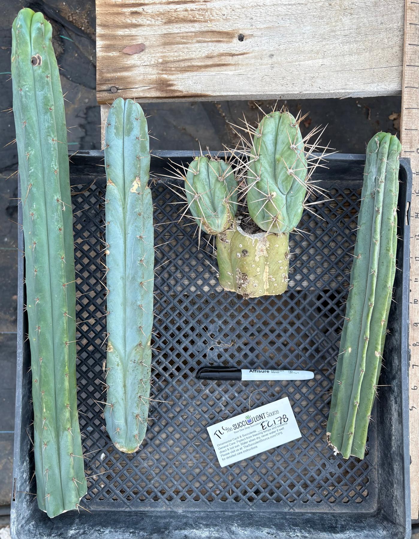 #EC178 EXACT Trichocereus Bridgesii ornamental TLC cactus cutting All TIPS Lot-Cactus - Large - Exact-The Succulent Source