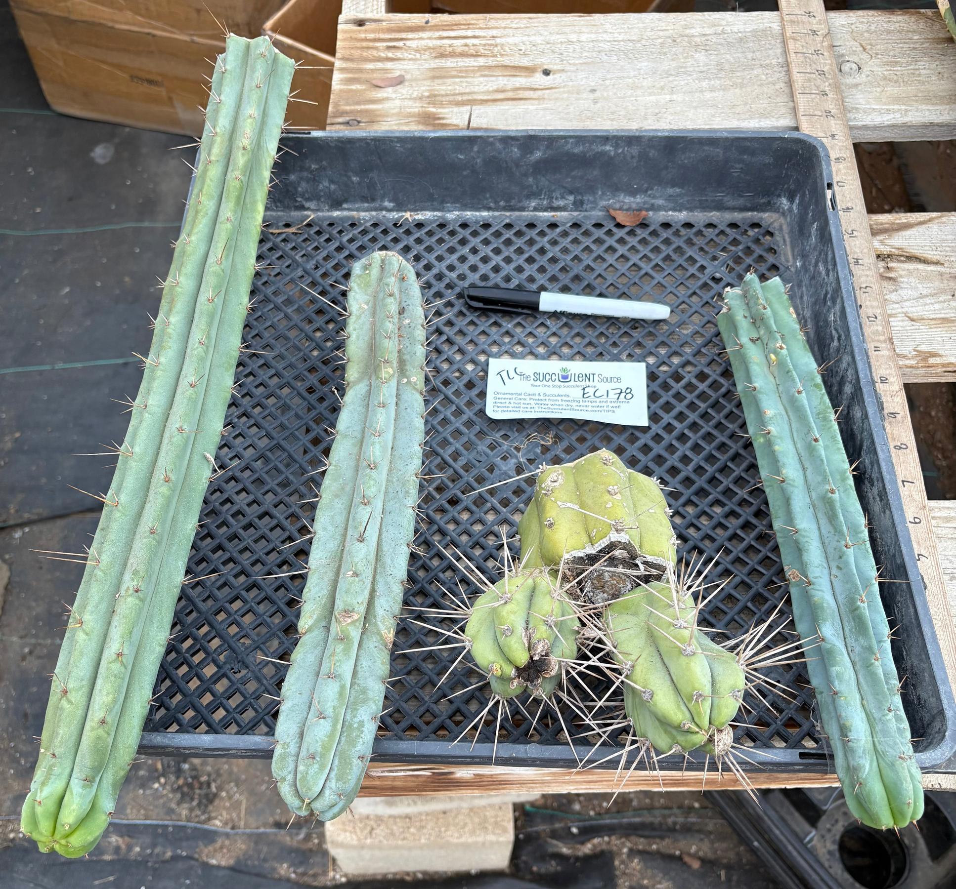 #EC178 EXACT Trichocereus Bridgesii ornamental TLC cactus cutting All TIPS Lot-Cactus - Large - Exact-The Succulent Source
