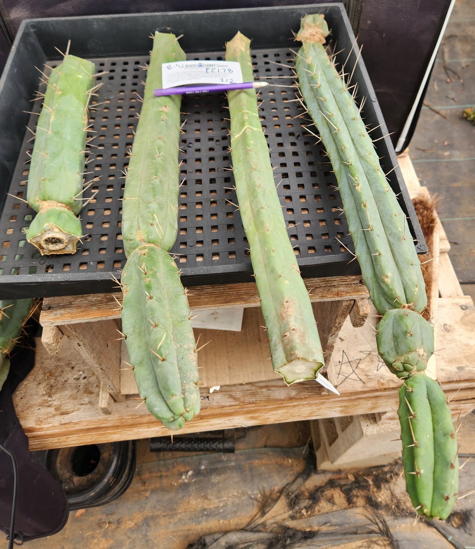 #EC178 EXACT Trichocereus Bridgesii ornamental TLC cactus cutting Lot-Cactus - Large - Exact-The Succulent Source