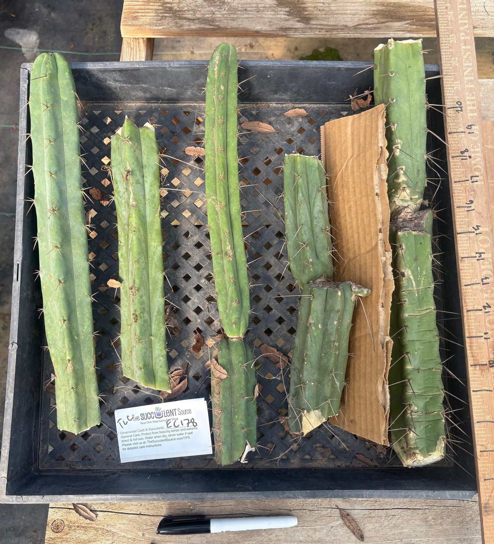 #EC178 EXACT Trichocereus Bridgesii ornamental TLC cactus cutting Lot-Cactus - Large - Exact-The Succulent Source