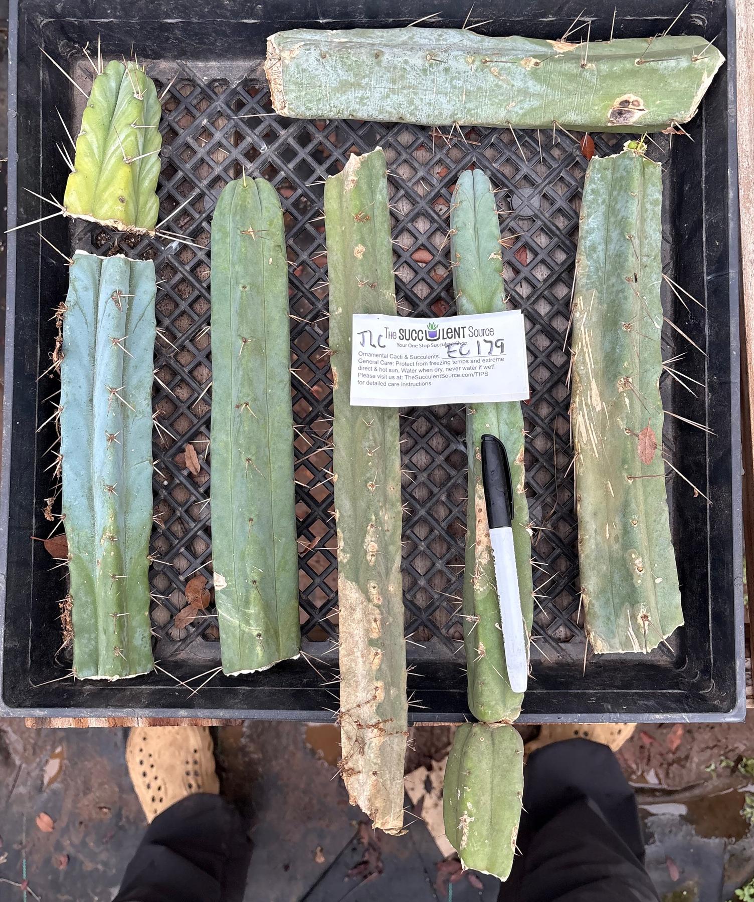 #EC179 EXACT Trichocereus Bridgesii TLC Cutting Ornamental Cactus Lot-Cactus - Large - Exact-The Succulent Source