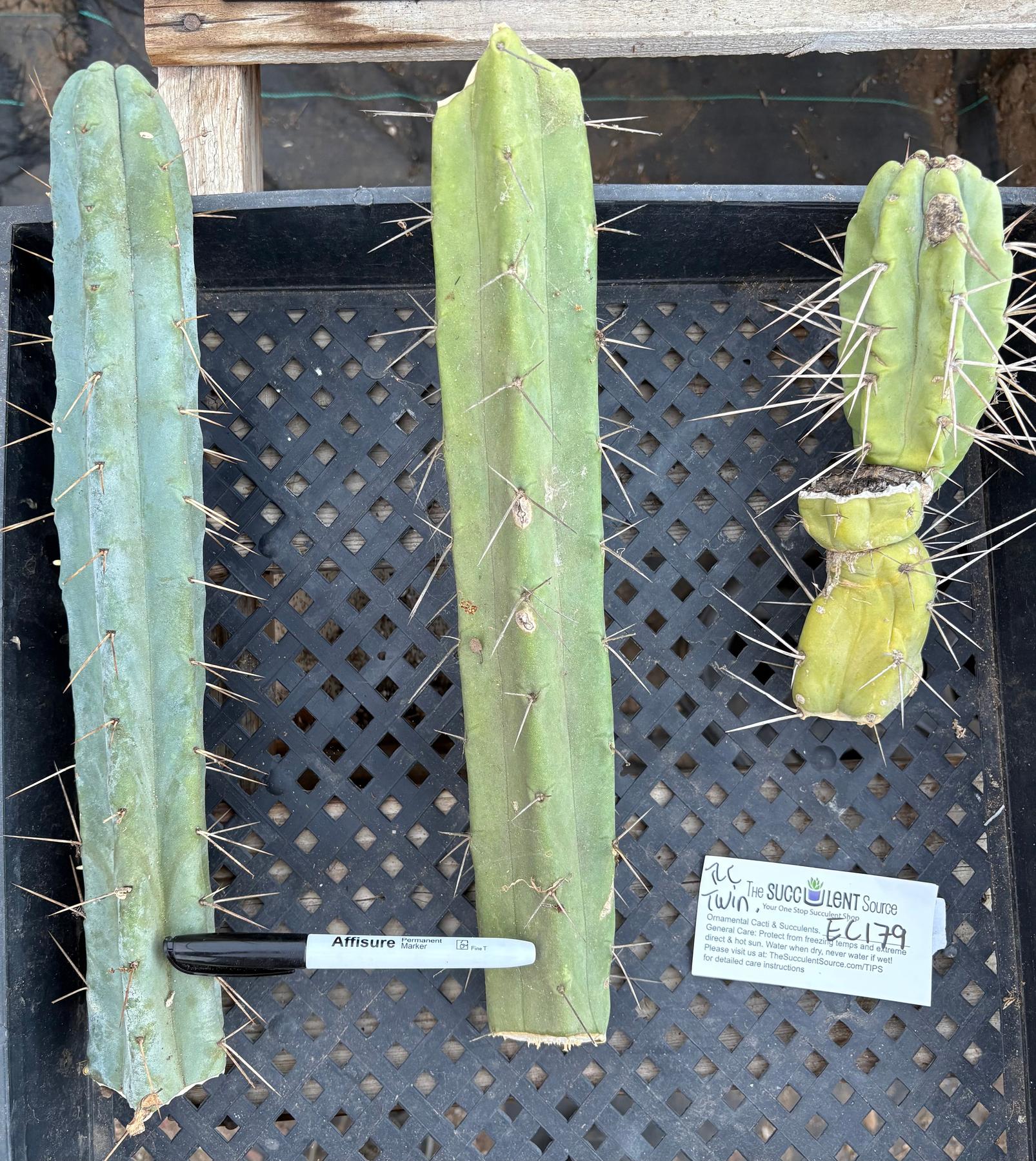 #EC179 EXACT Trichocereus Jiimz Bridgesii Twin Spine TLC Cutting Cactus Lot-Cactus - Large - Exact-The Succulent Source