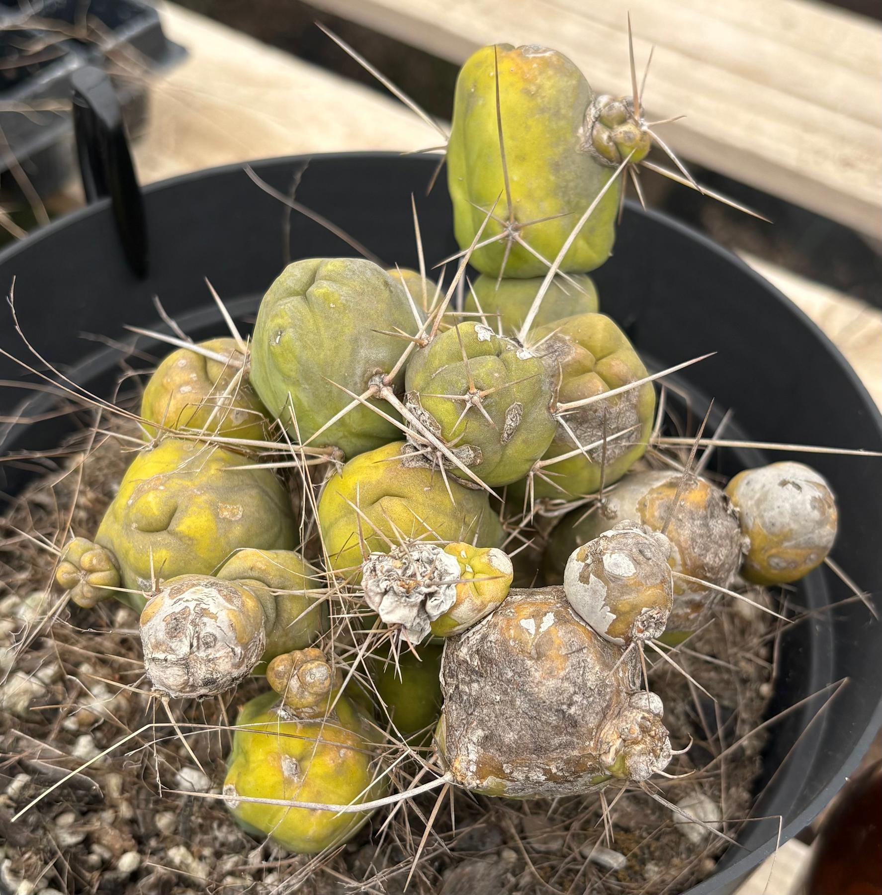 #EC18 EXACT Trichocereus Bridgesii Monstrose TBM Penis Ornamental Cactus 20+ segments-Cactus - Large - Exact-The Succulent Source