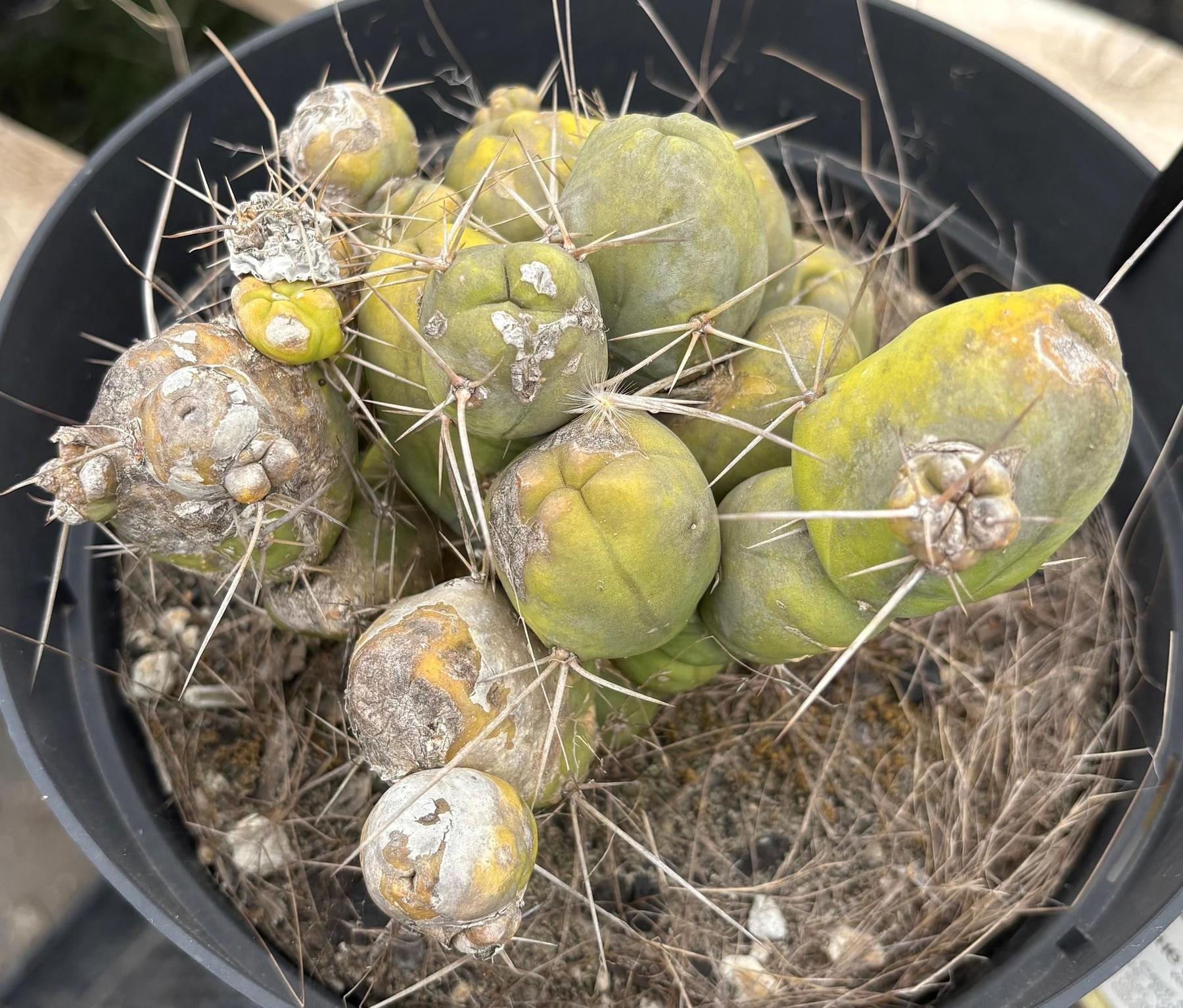 #EC18 EXACT Trichocereus Bridgesii Monstrose TBM Penis Ornamental Cactus 20+ segments-Cactus - Large - Exact-The Succulent Source