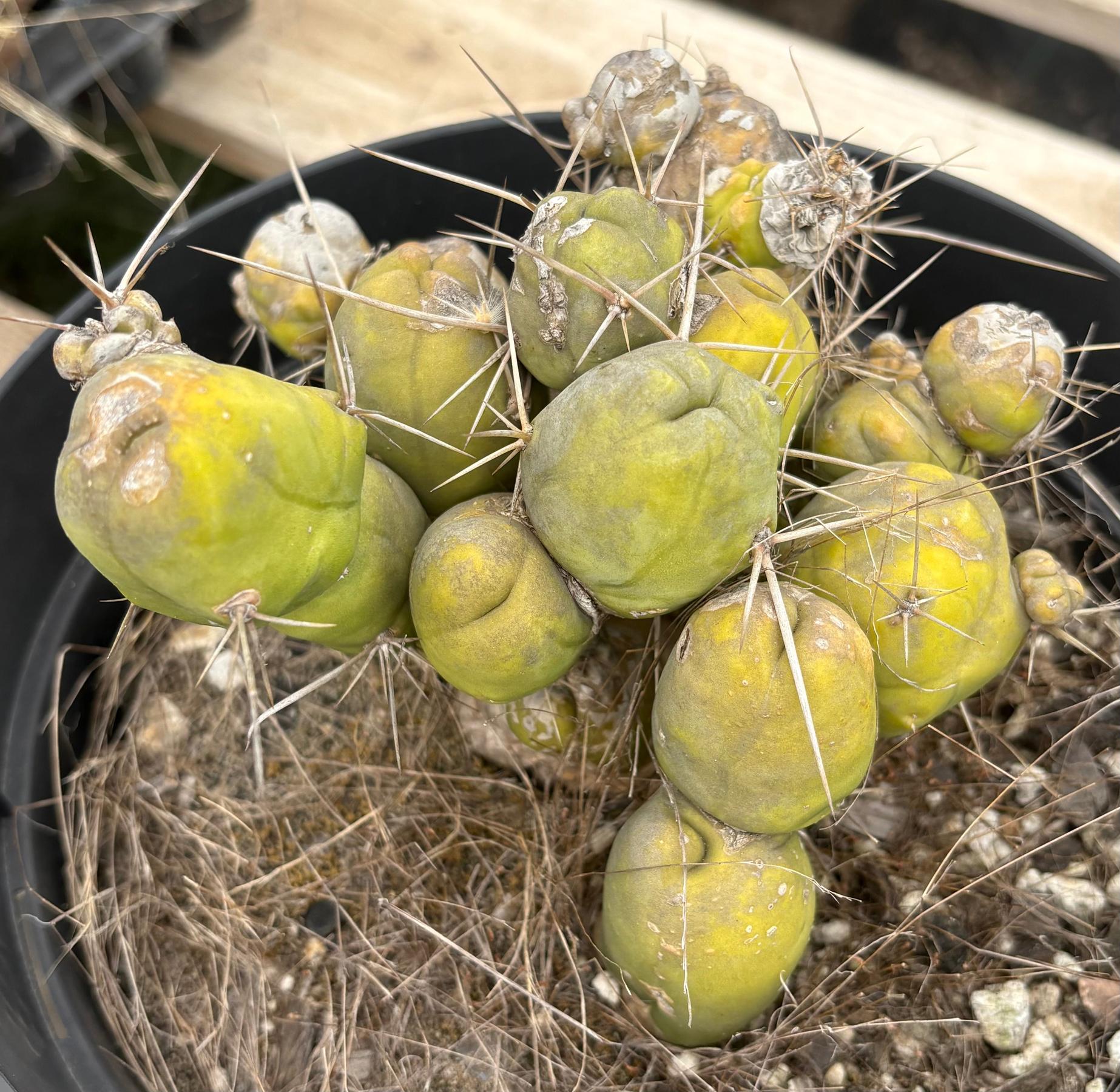 #EC18 EXACT Trichocereus Bridgesii Monstrose TBM Penis Ornamental Cactus 20+ segments-Cactus - Large - Exact-The Succulent Source