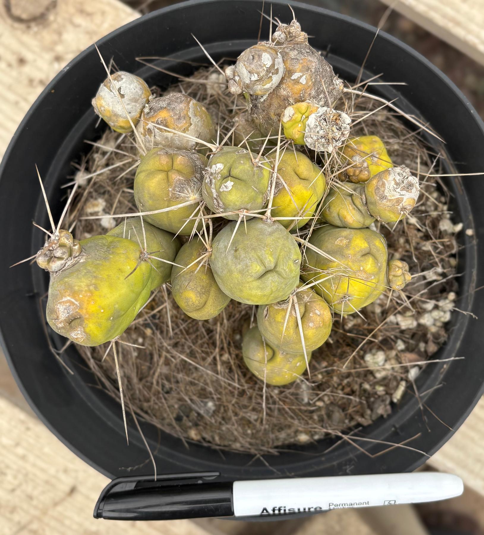 #EC18 EXACT Trichocereus Bridgesii Monstrose TBM Penis Ornamental Cactus 20+ segments-Cactus - Large - Exact-The Succulent Source