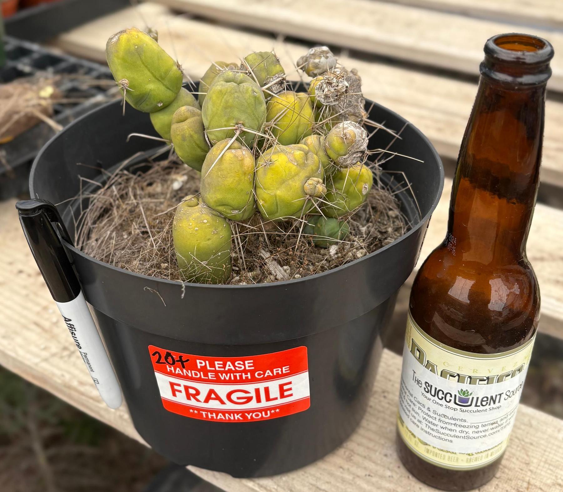 #EC18 EXACT Trichocereus Bridgesii Monstrose TBM Penis Ornamental Cactus 20+ segments-Cactus - Large - Exact-The Succulent Source