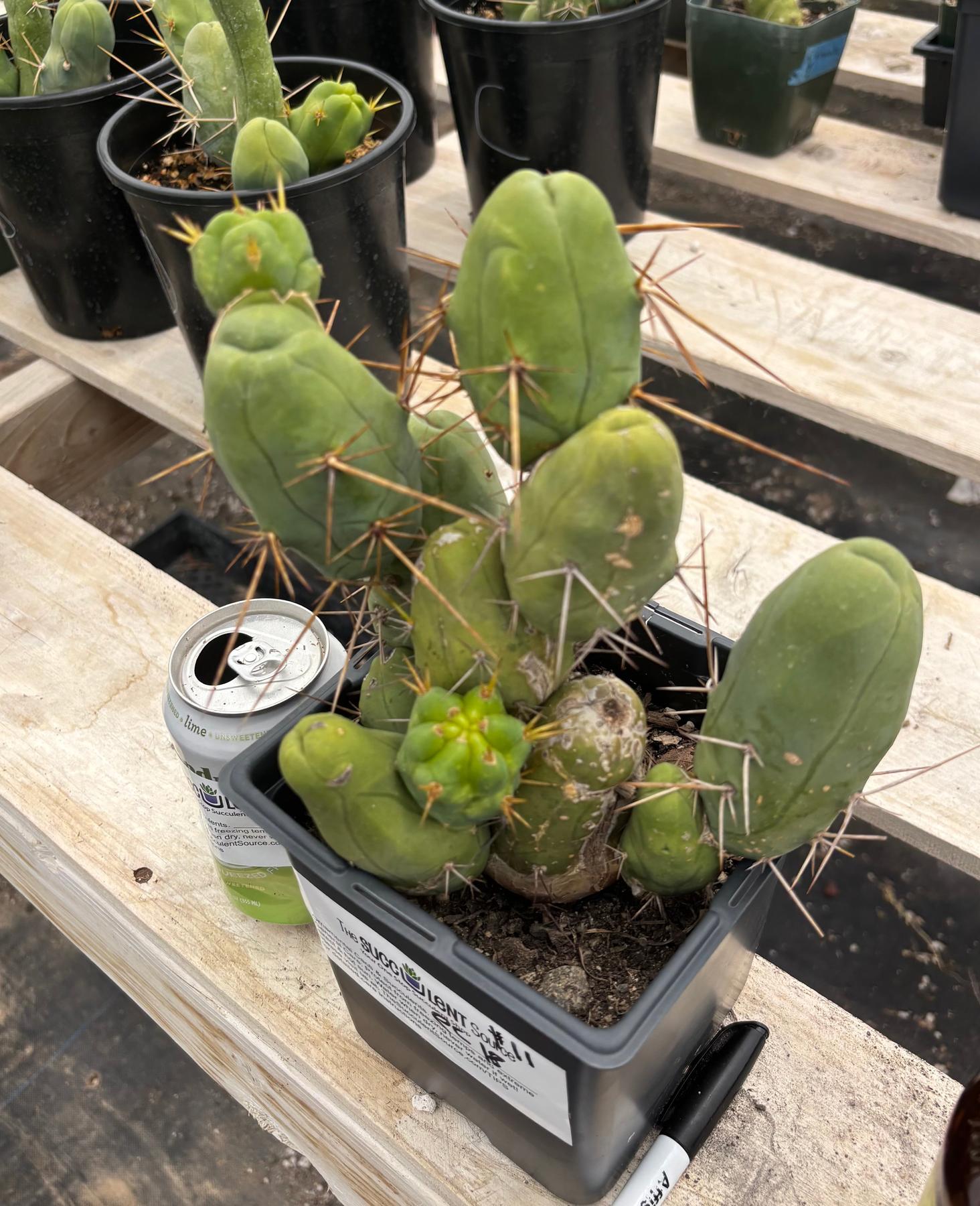 #EC18 EXACT Trichocereus Bridgesii Monstrose TBM Penis Ornamental Cactus-Cactus - Large - Exact-The Succulent Source