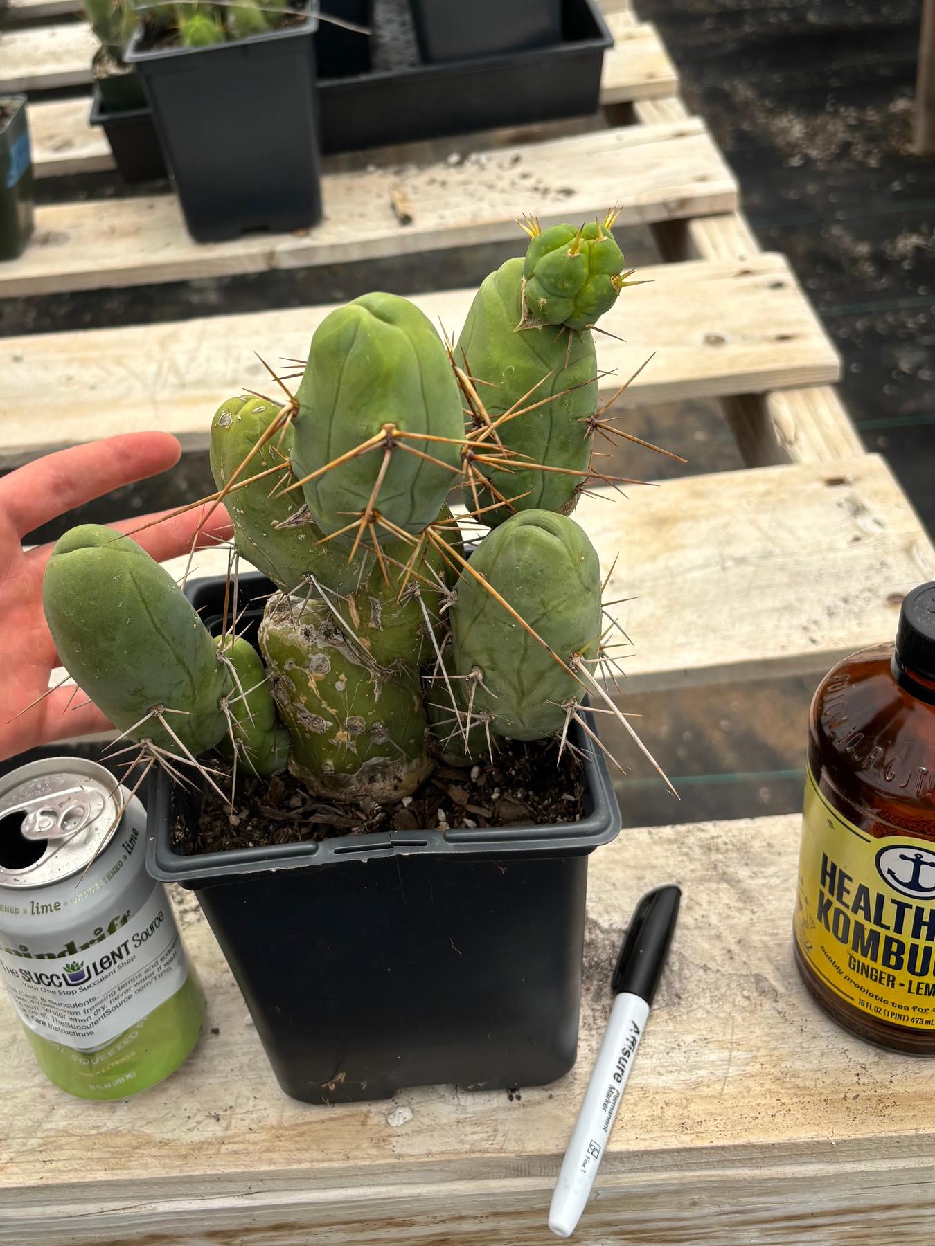 #EC18 EXACT Trichocereus Bridgesii Monstrose TBM Penis Ornamental Cactus-Cactus - Large - Exact-The Succulent Source