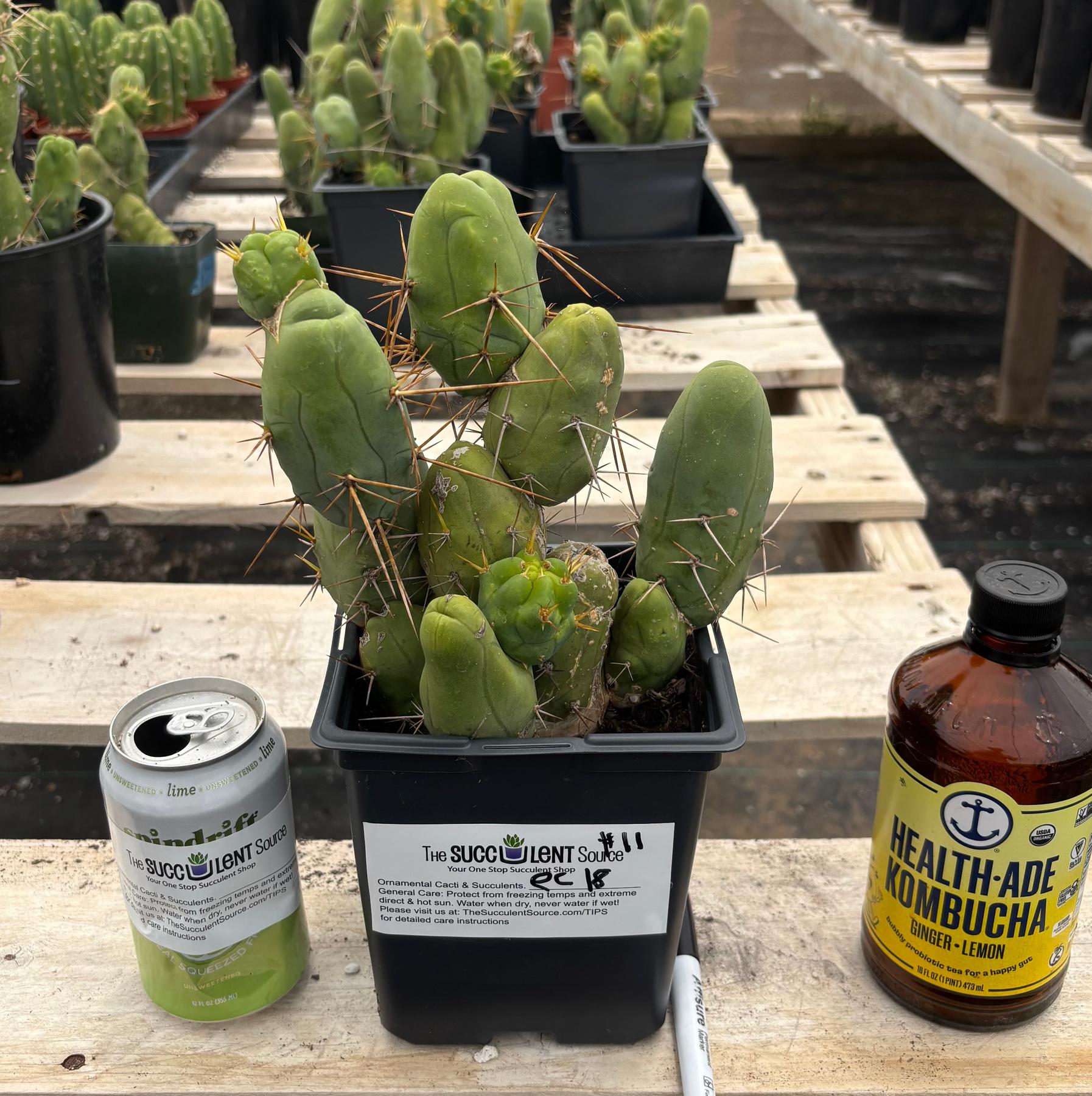 #EC18 EXACT Trichocereus Bridgesii Monstrose TBM Penis Ornamental Cactus-Cactus - Large - Exact-The Succulent Source