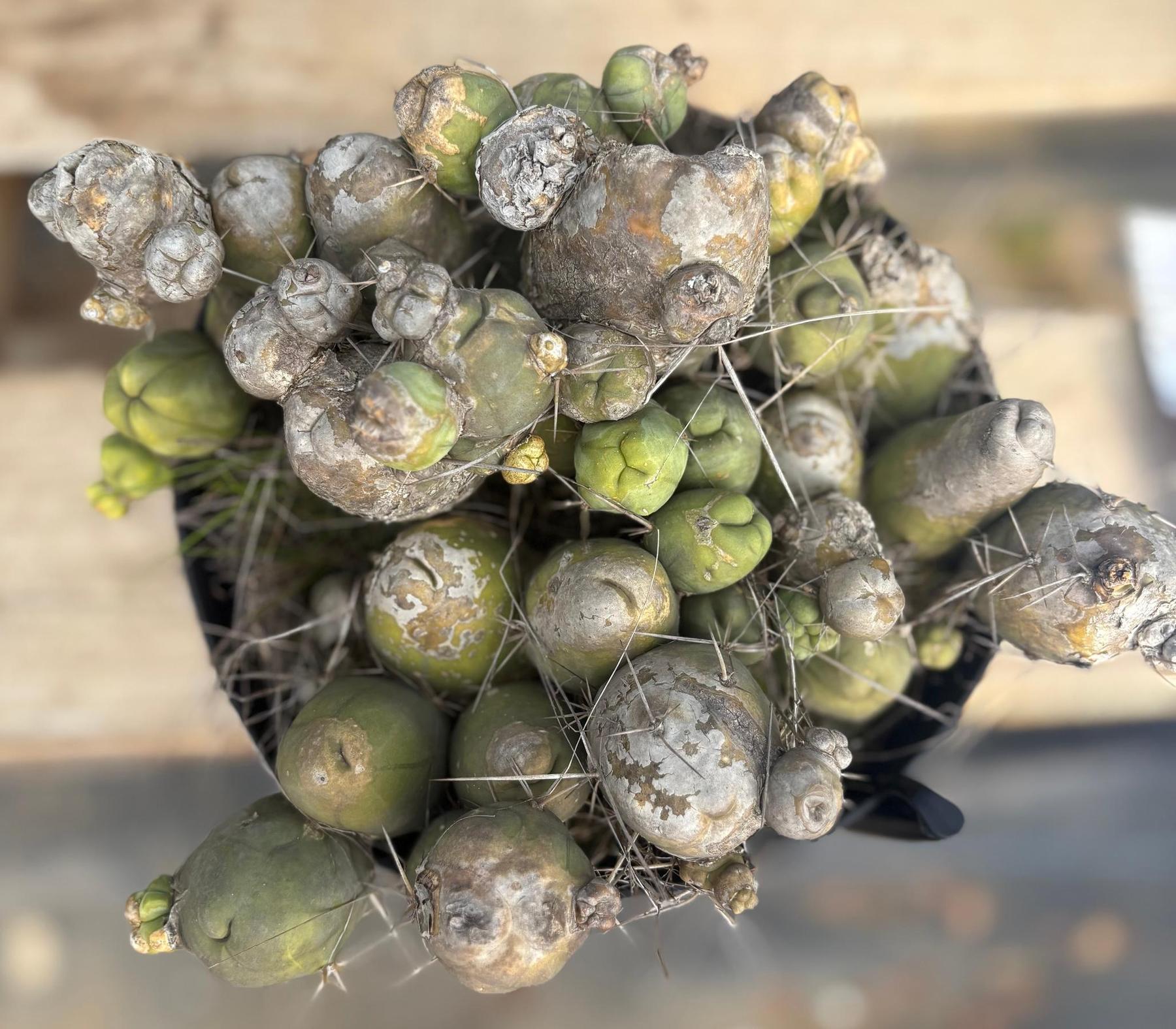 #EC18 EXACT Trichocereus Bridgesii Monstrose TBM Penis Ornamental Cactus LOTS of segments-Cactus - Large - Exact-The Succulent Source
