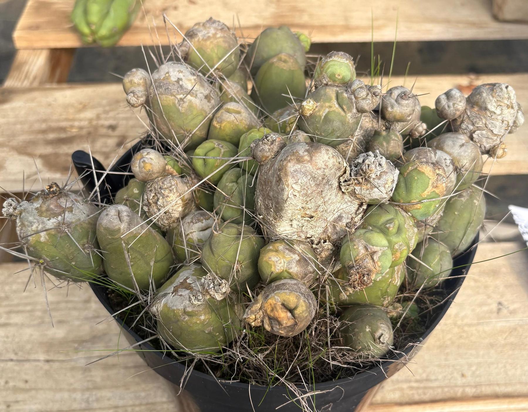 #EC18 EXACT Trichocereus Bridgesii Monstrose TBM Penis Ornamental Cactus LOTS of segments-Cactus - Large - Exact-The Succulent Source