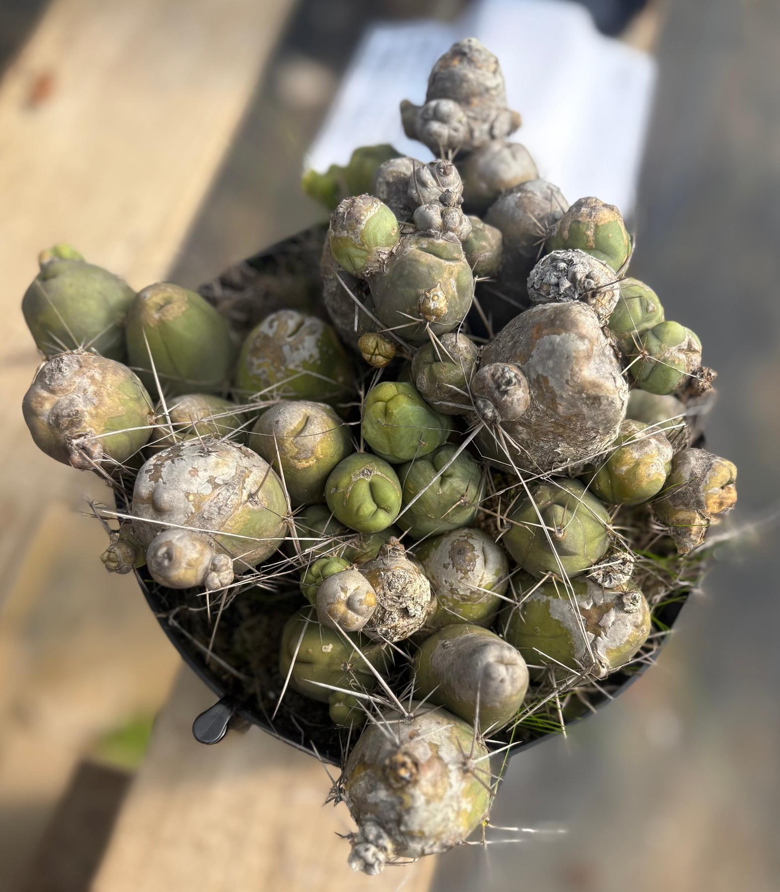#EC18 EXACT Trichocereus Bridgesii Monstrose TBM Penis Ornamental Cactus LOTS of segments-Cactus - Large - Exact-The Succulent Source