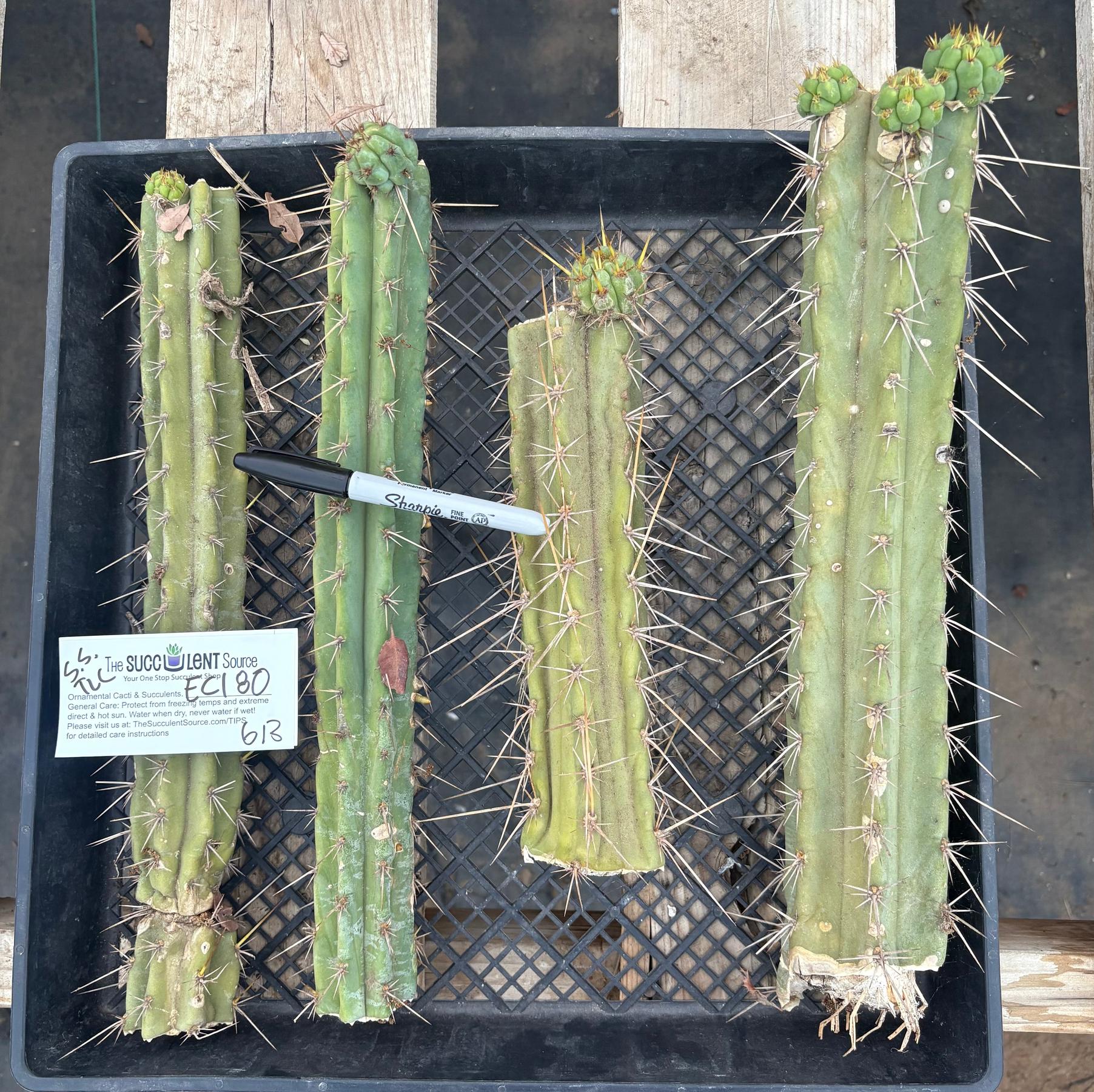 #EC180 EXACT Trichocereus Bridgesoid "SunSpine" TLC Ornamental Cactus Cutting Lot-Cactus - Large - Exact-The Succulent Source