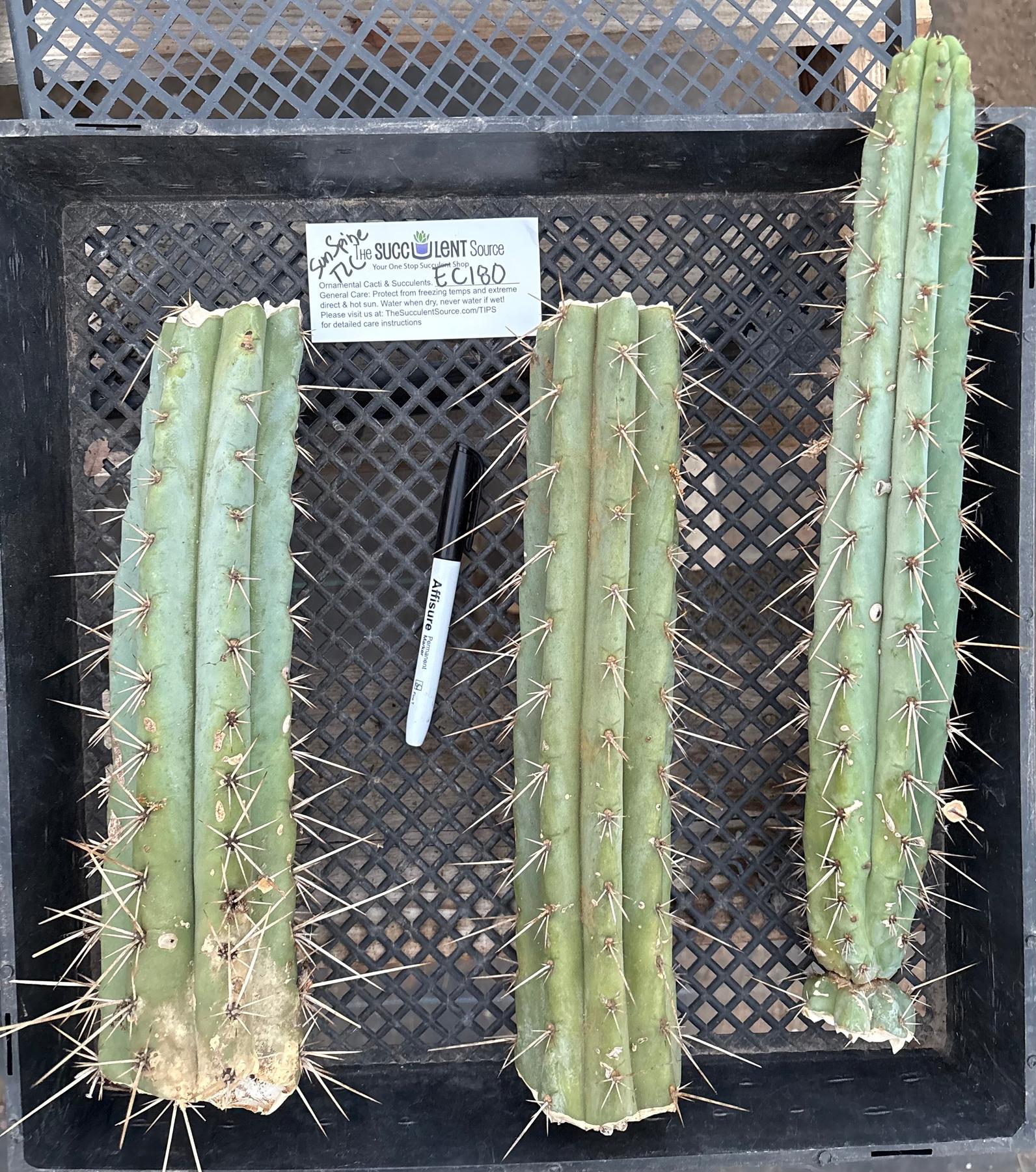 #EC180 EXACT Trichocereus Bridgesoid "SunSpine" TLC Ornamental Cactus Cutting Lot-Cactus - Large - Exact-The Succulent Source