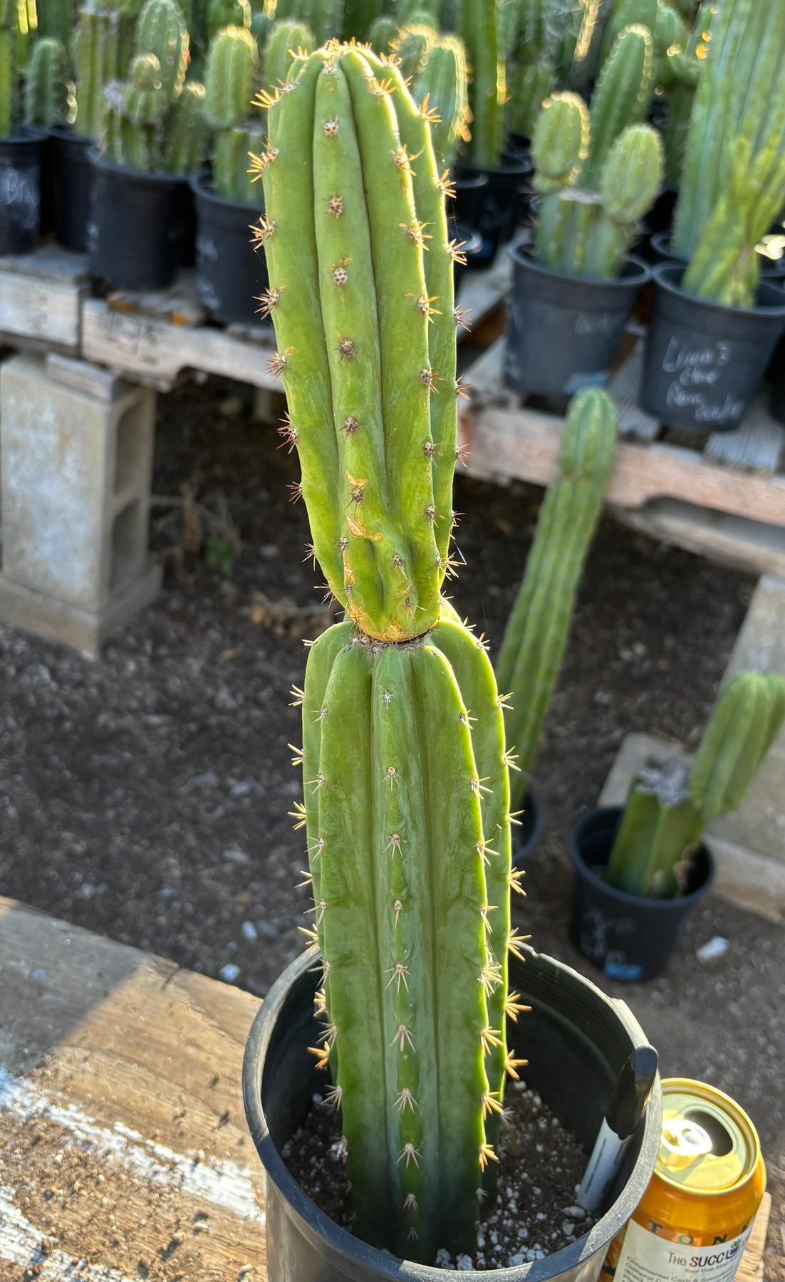 #EC181 EXACT Trichocereus Pachanoi Op New Zealand Cactus Potted 18”-Cactus - Large - Exact-The Succulent Source