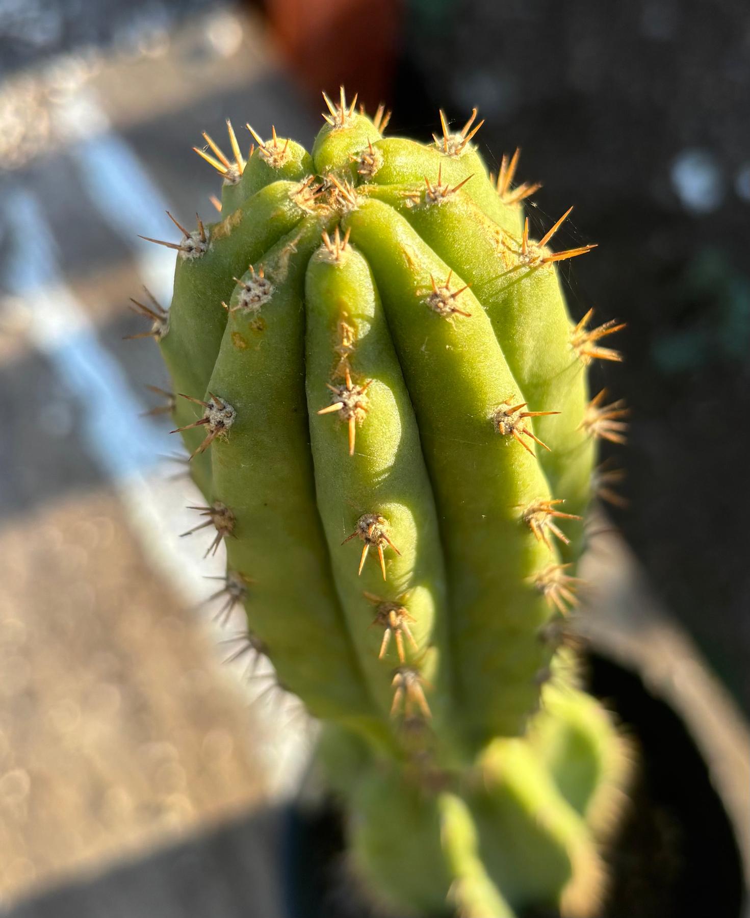 #EC181 EXACT Trichocereus Pachanoi Op New Zealand Cactus Potted 18”-Cactus - Large - Exact-The Succulent Source