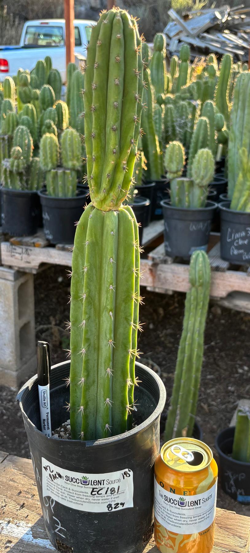 san pedro cactus colorado #EC181 EXACT Trichocereus Pachanoi Op New Zealand Cactus Potted 18”