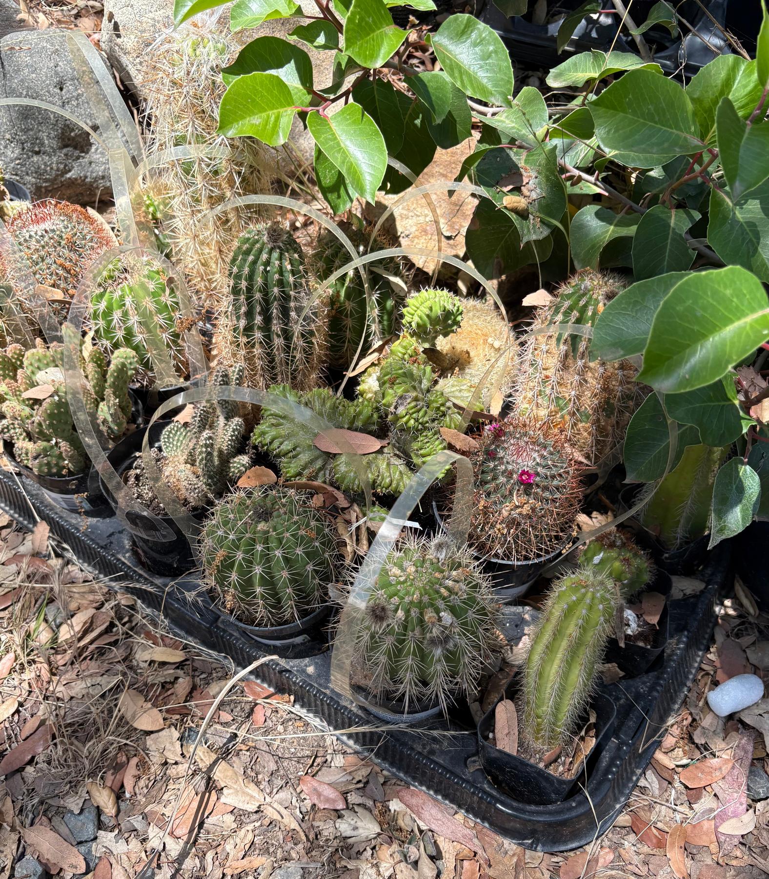 #EC182 EXACT Lot of TLC Bargain Special mixed Cactus-Cactus - Large - Exact-The Succulent Source