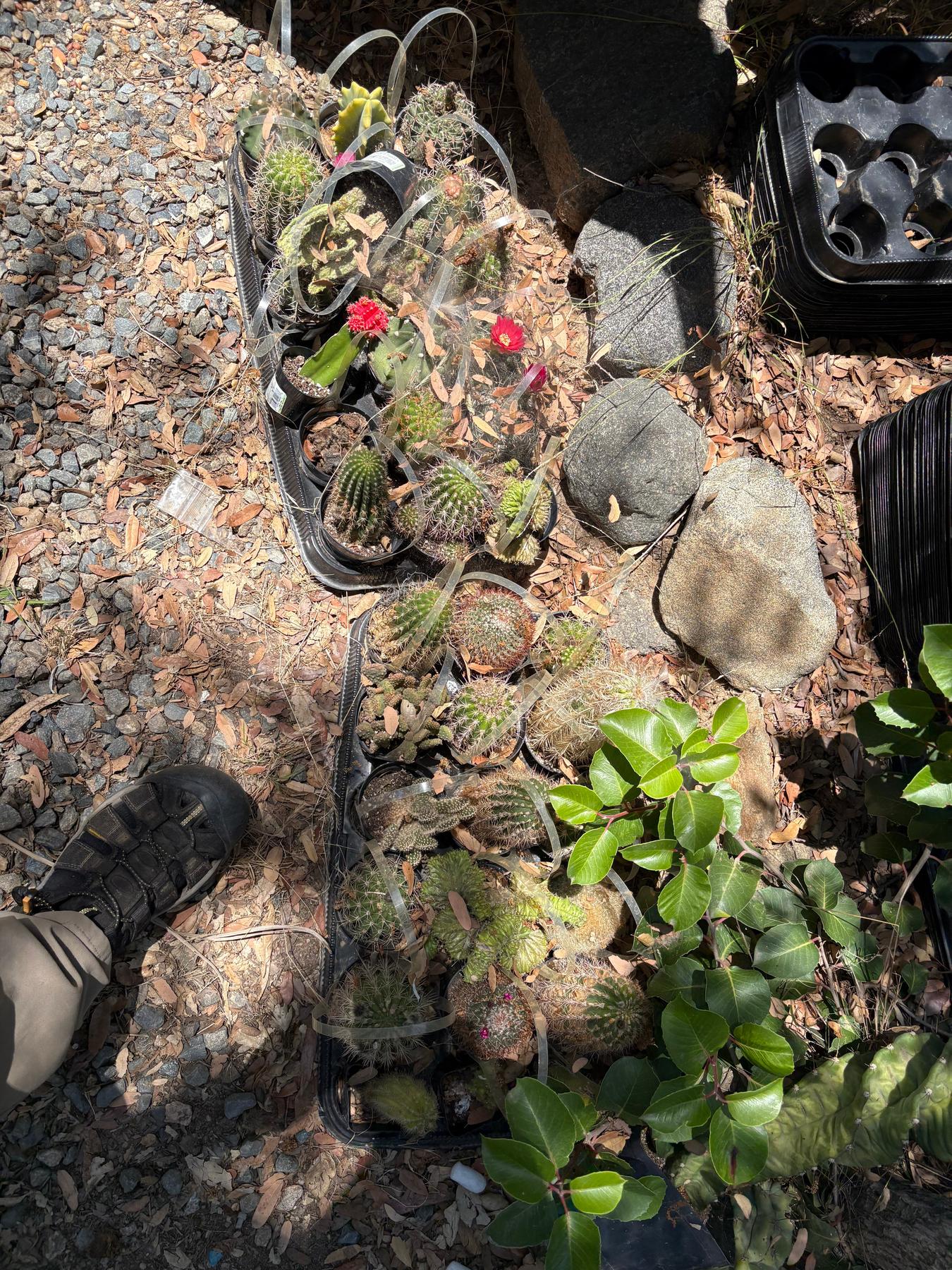 #EC182 EXACT Lot of TLC Bargain Special mixed Cactus-Cactus - Large - Exact-The Succulent Source