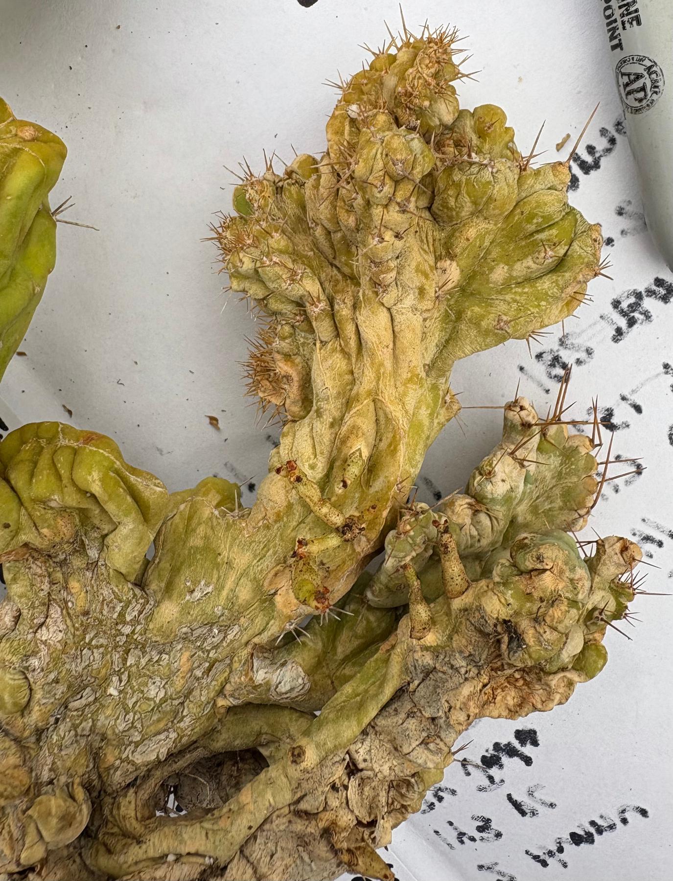 #EC182 EXACT Trichocereus Bridgesii Monstrose Crest TLC TBMC Cactus-Cactus - Large - Exact-The Succulent Source