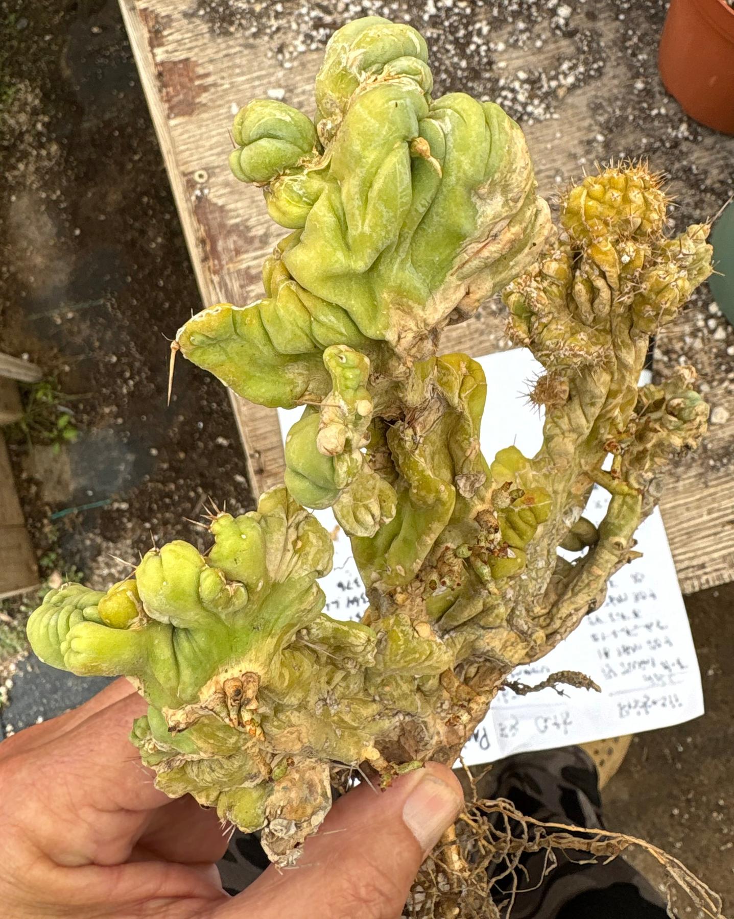 #EC182 EXACT Trichocereus Bridgesii Monstrose Crest TLC TBMC Cactus-Cactus - Large - Exact-The Succulent Source